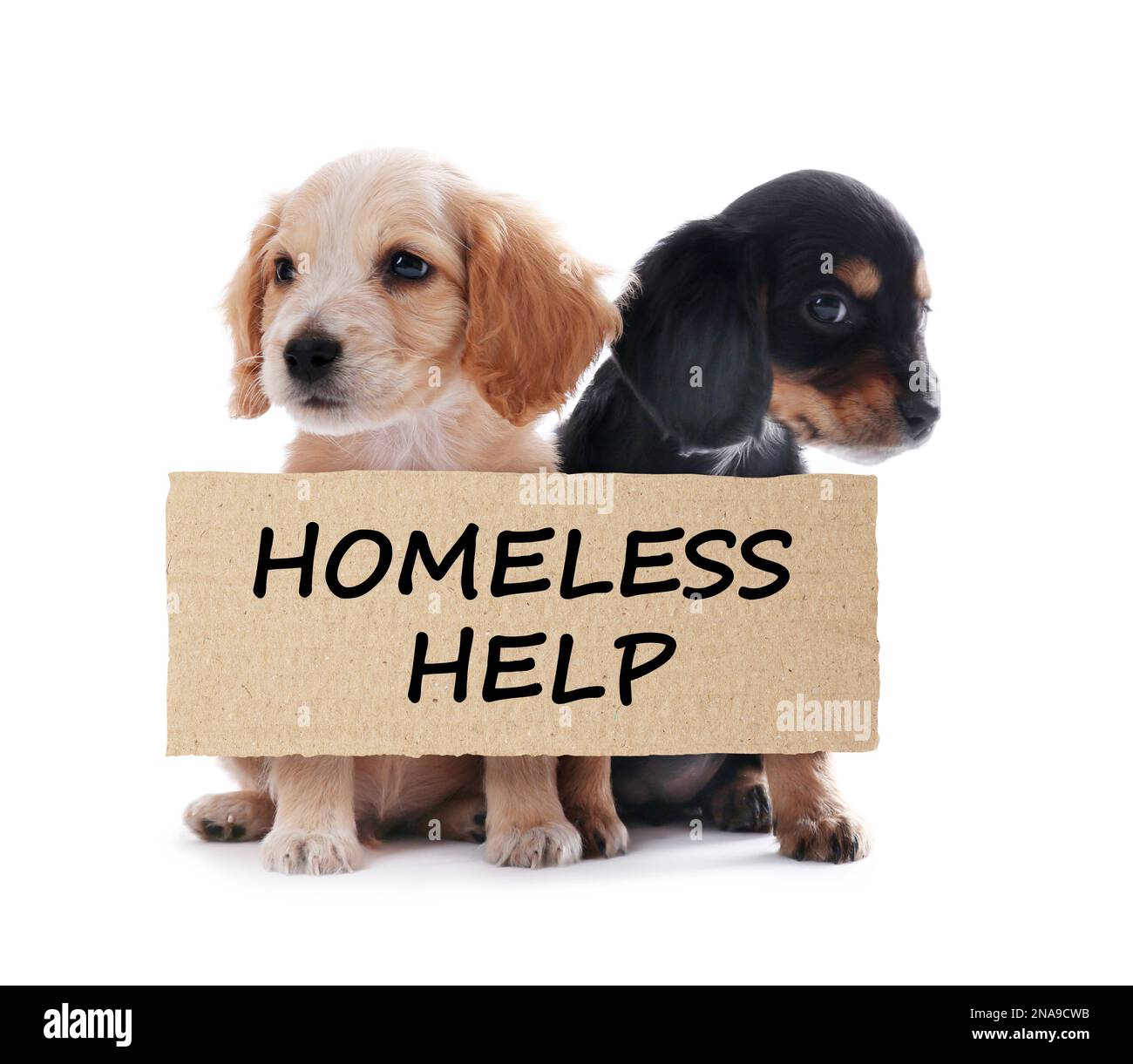 Cuccioli Cocker Spaniel inglese cute e pezzo di cartone con testo homeless Aiuto su sfondo bianco. Animali domestici soli Foto Stock