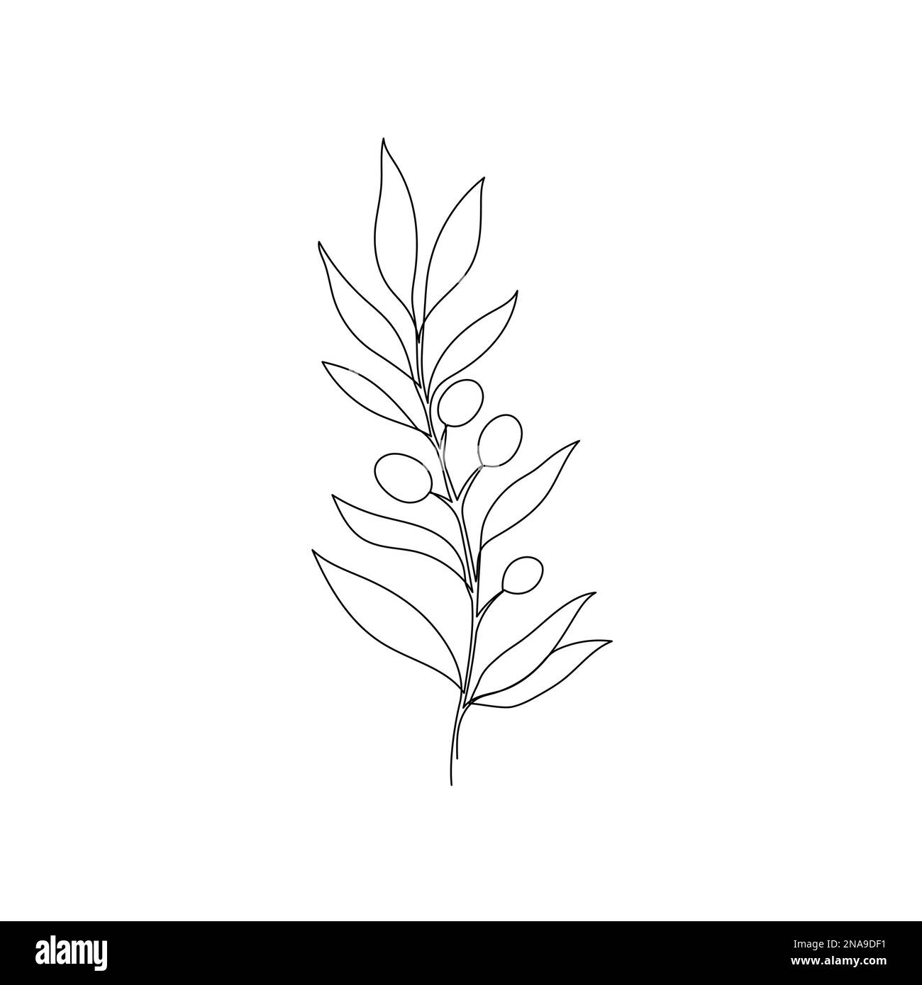 Linea ramo foglia d'oliva art. Un disegno decorativo a foglia d'ulivo a linea continua. Elemento di ramo singolo tratto modificabile. Illustrazione del vettore isolato Illustrazione Vettoriale