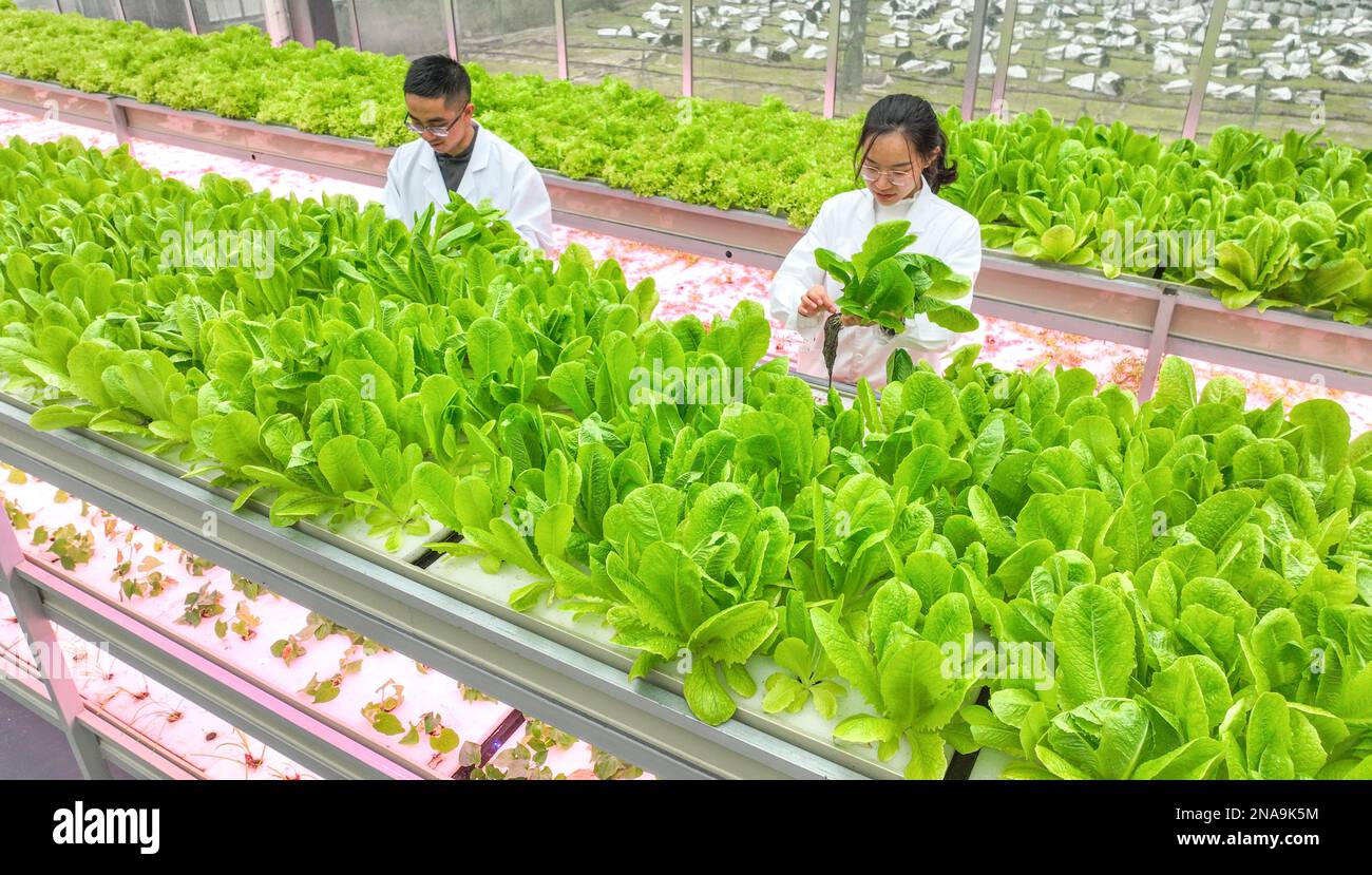 HUZHOU, CINA - 13 FEBBRAIO 2023 - i lavoratori si prendono cura delle verdure senza acqua al Baiyuankang Plant Dream Factory nel villaggio di Dongheng, città di Luoshe, Deqi Foto Stock
