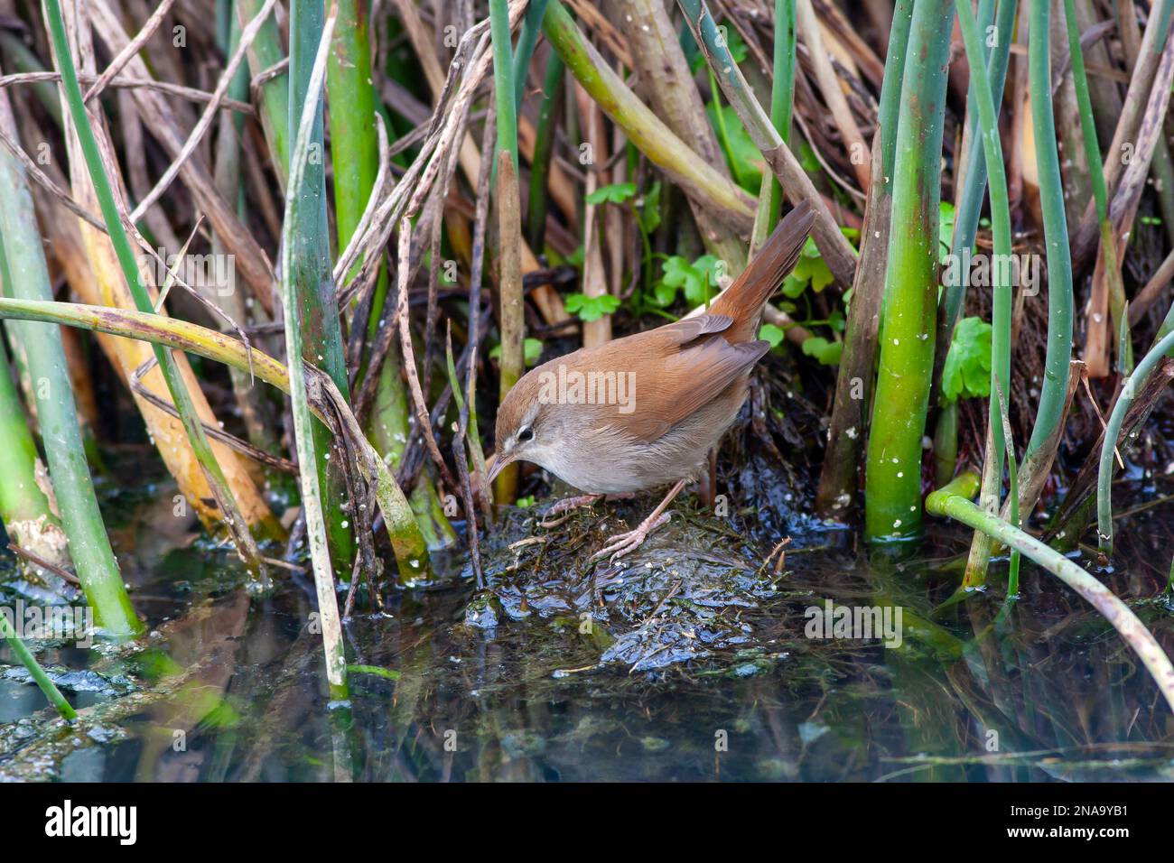 Piccolo uccello alla ricerca di cibo nella palude, Savi`s Warbler, Locustella luscinioides Foto Stock