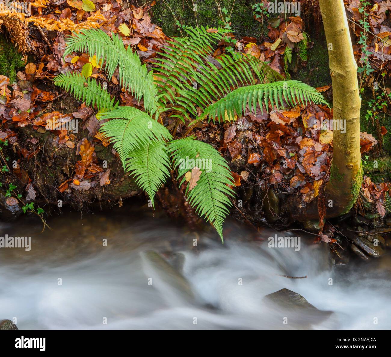 Una Fern crescente accanto ad un ruscello Foto Stock