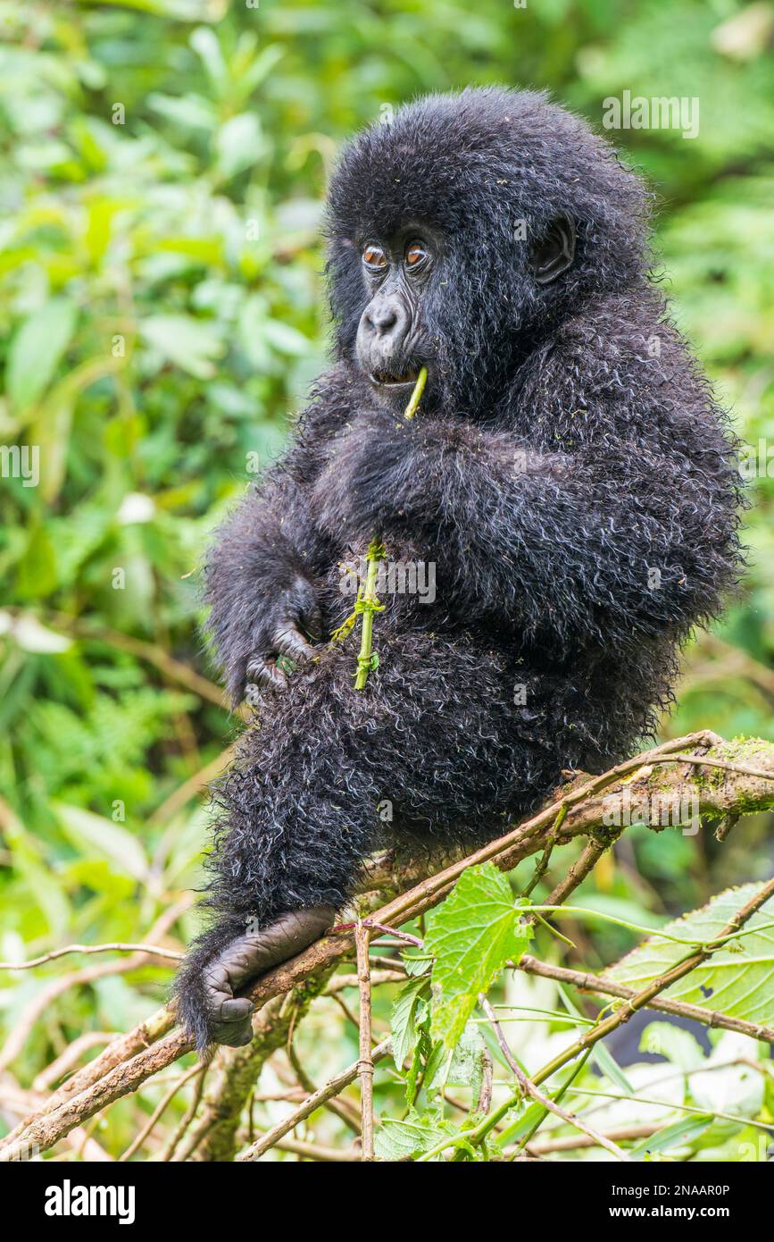 Ritratto di un gorilla orientale giovanile (Gorilla beringei) seduto su un ramo di albero e masticando un ramoscello nella giungla; Ruanda, Africa Foto Stock