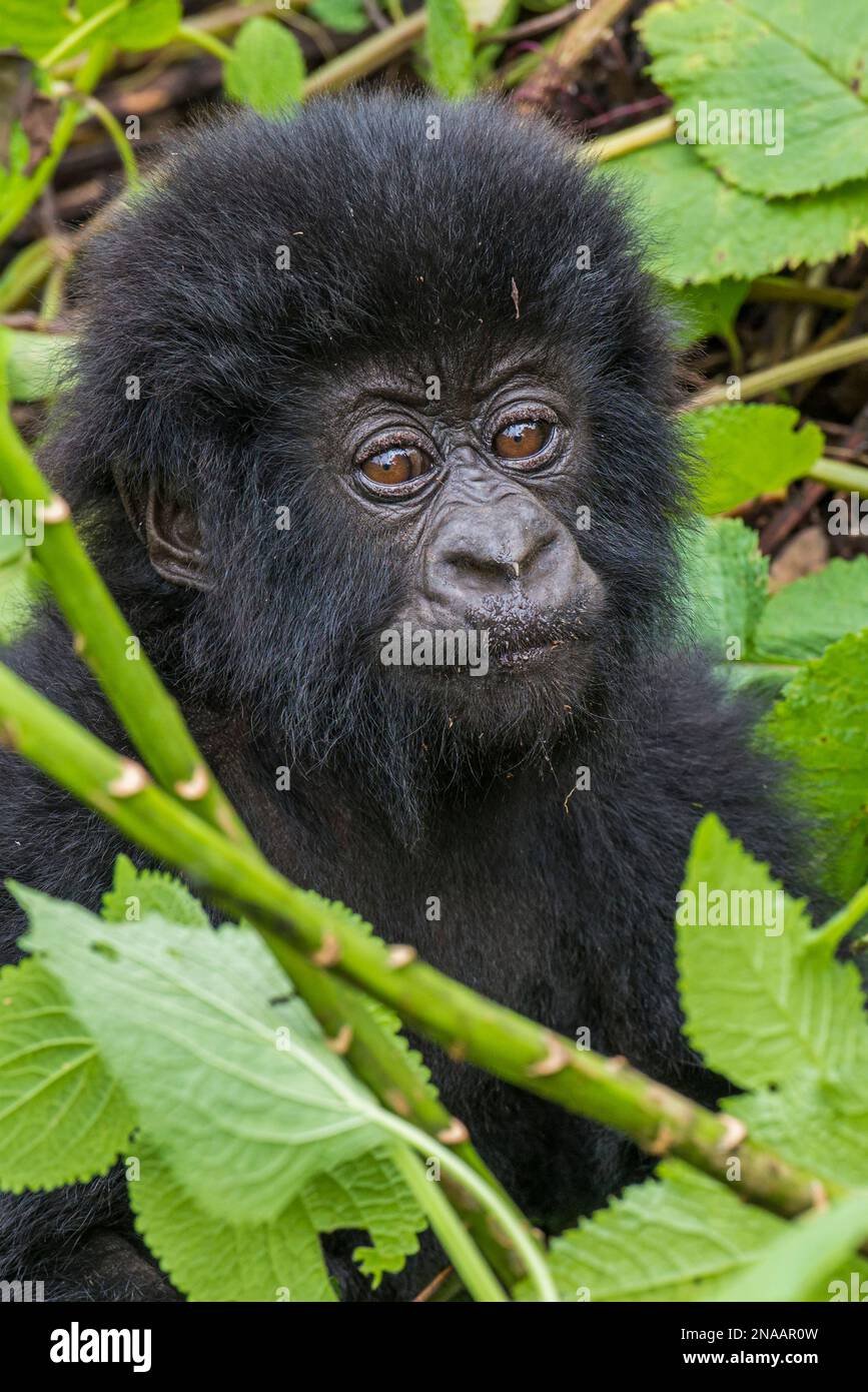 Ritratto di un gorilla orientale giovanile (Gorilla beringei) che sbircia tra le foglie nella giungla; Ruanda, Africa Foto Stock