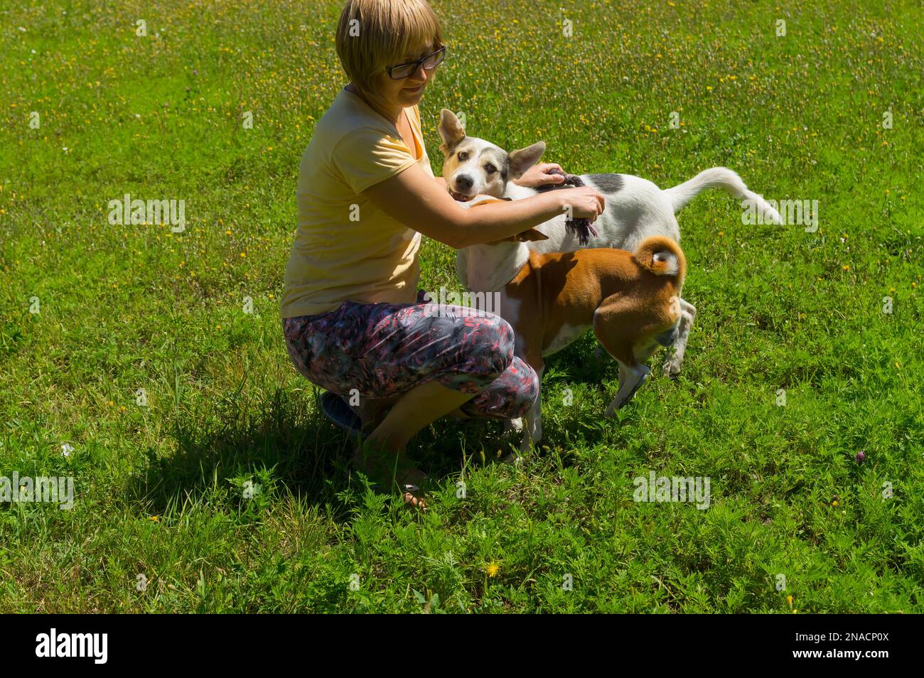 Due cani (basenji e razza mista uno) attacca la donna mentre gioca outdoor.Woman utilizzando corda corta Foto Stock