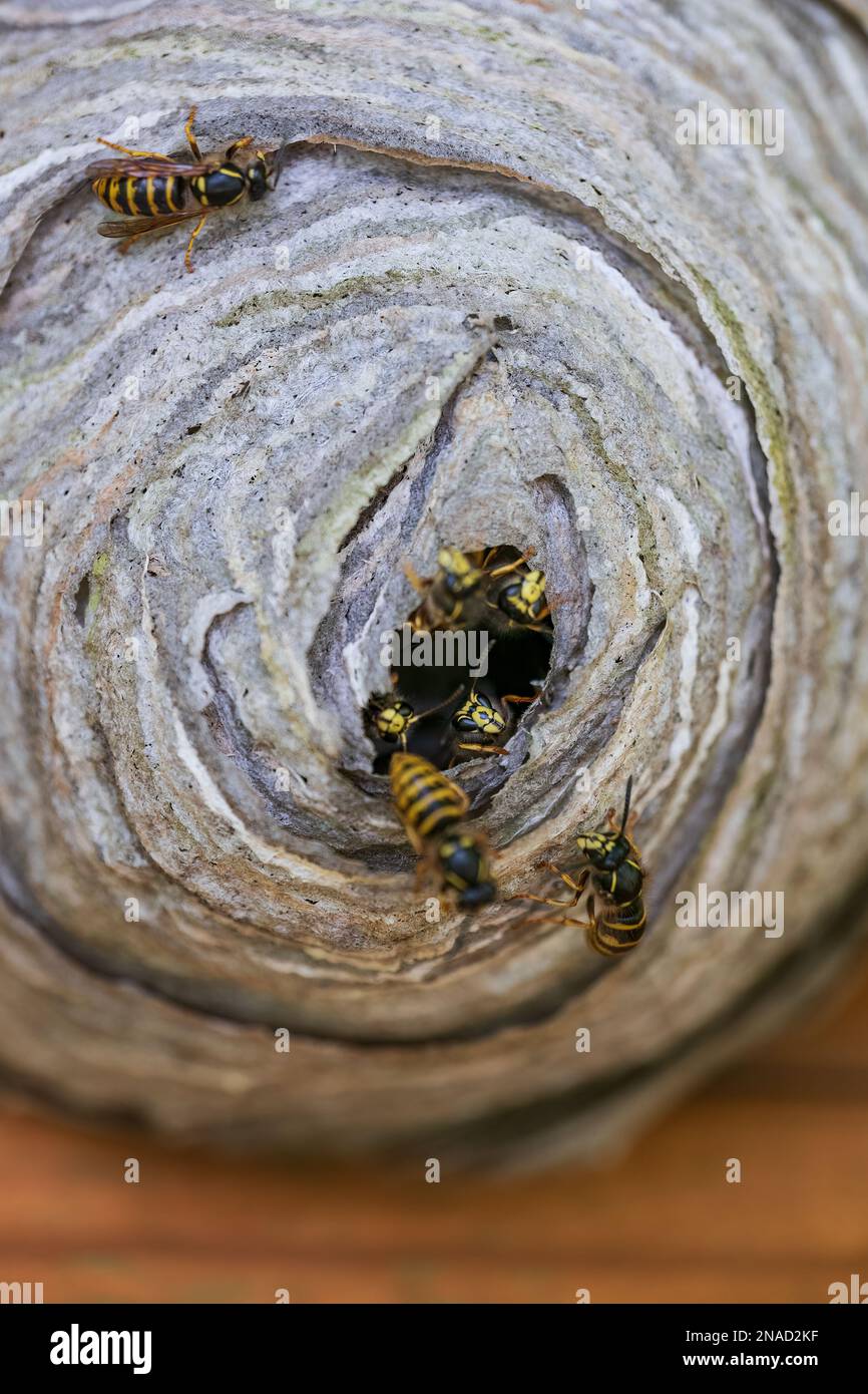 Nido WASP con primo piano di ingresso, profondità di campo poco profonda. Foto Stock