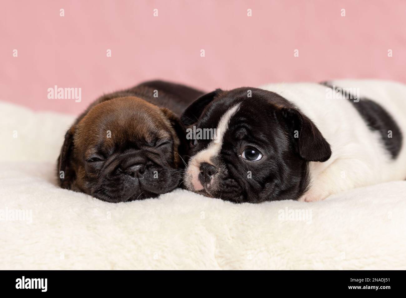 Due graziosi cuccioli di bulldog francese sdraiati insieme su una coperta di pelliccia. PET verticale Foto Stock