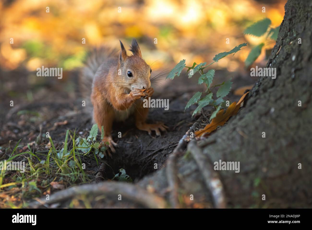 Piccolo scoiattolo che mangia noci nelle radici di albero grande Foto Stock