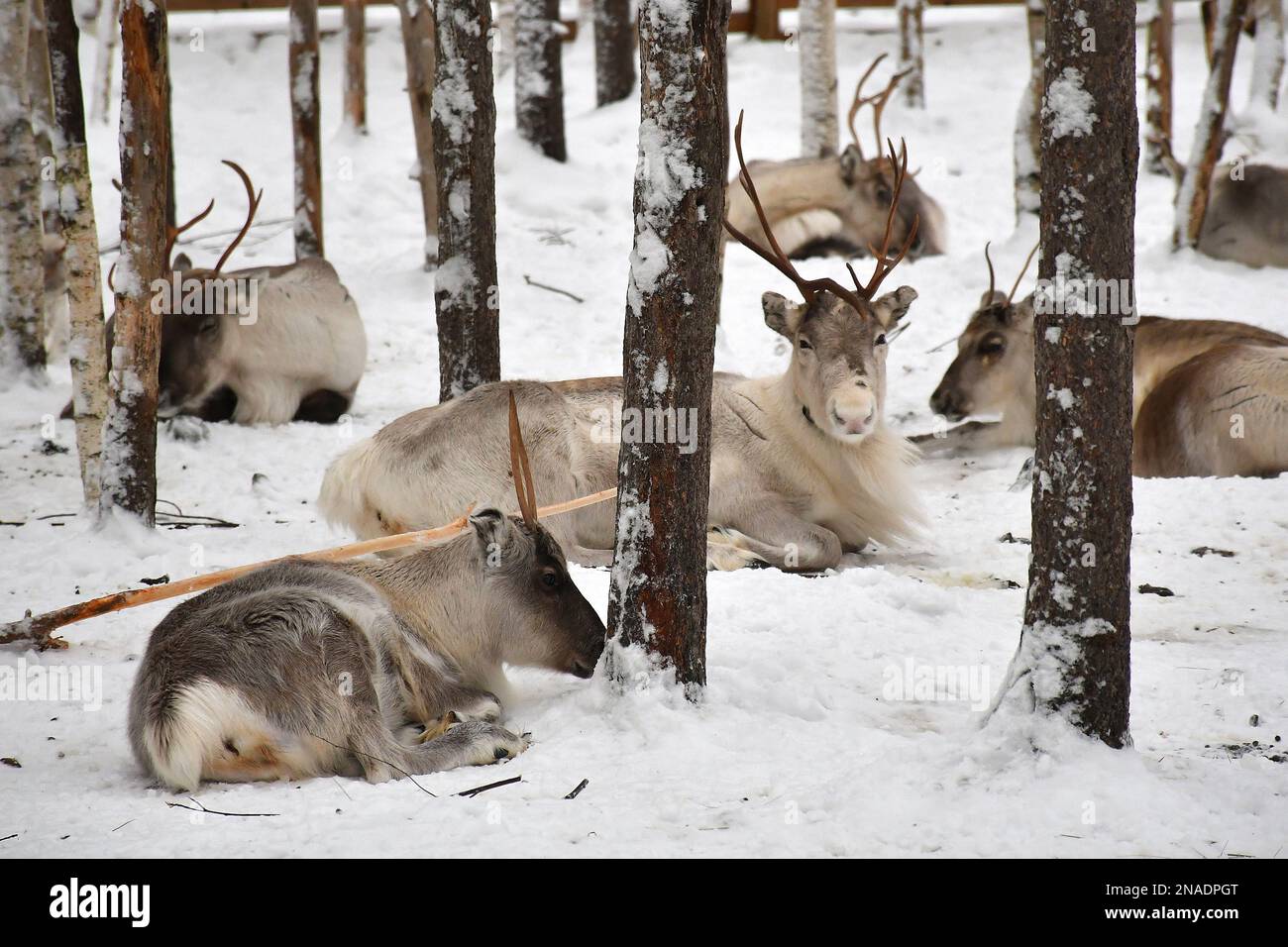 Il Villaggio di Babbo Natale a Rovaniemi, Finlandia, 29 gennaio 2023, attraversato dalla linea del Circolo polare Artico, è un luogo unico per incontrare Babbo Natale, chiamato anche Fat Foto Stock
