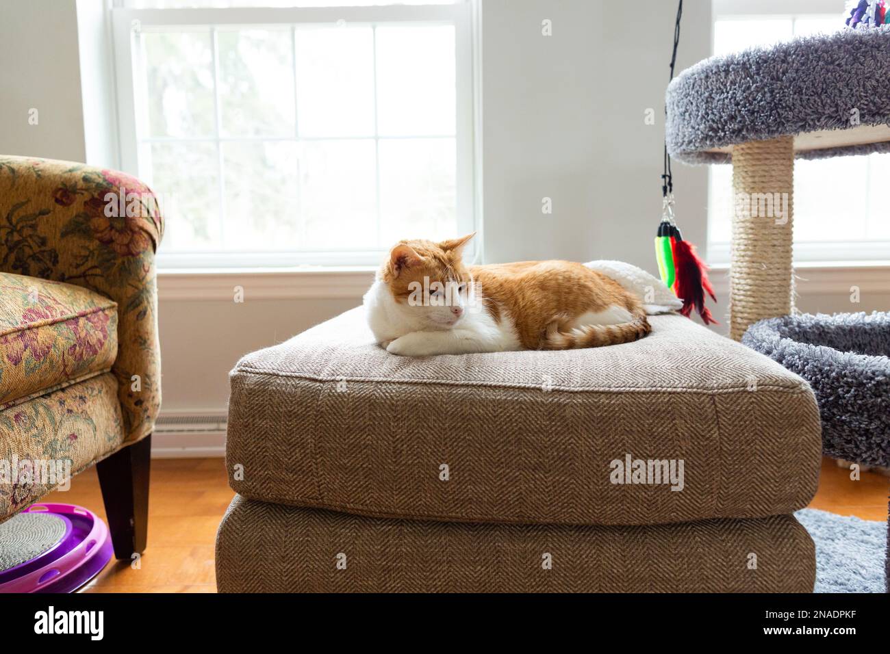 Il gatto arancione e bianco riposa a casa sull'ottomano circondato dai giocattoli del gatto Foto Stock