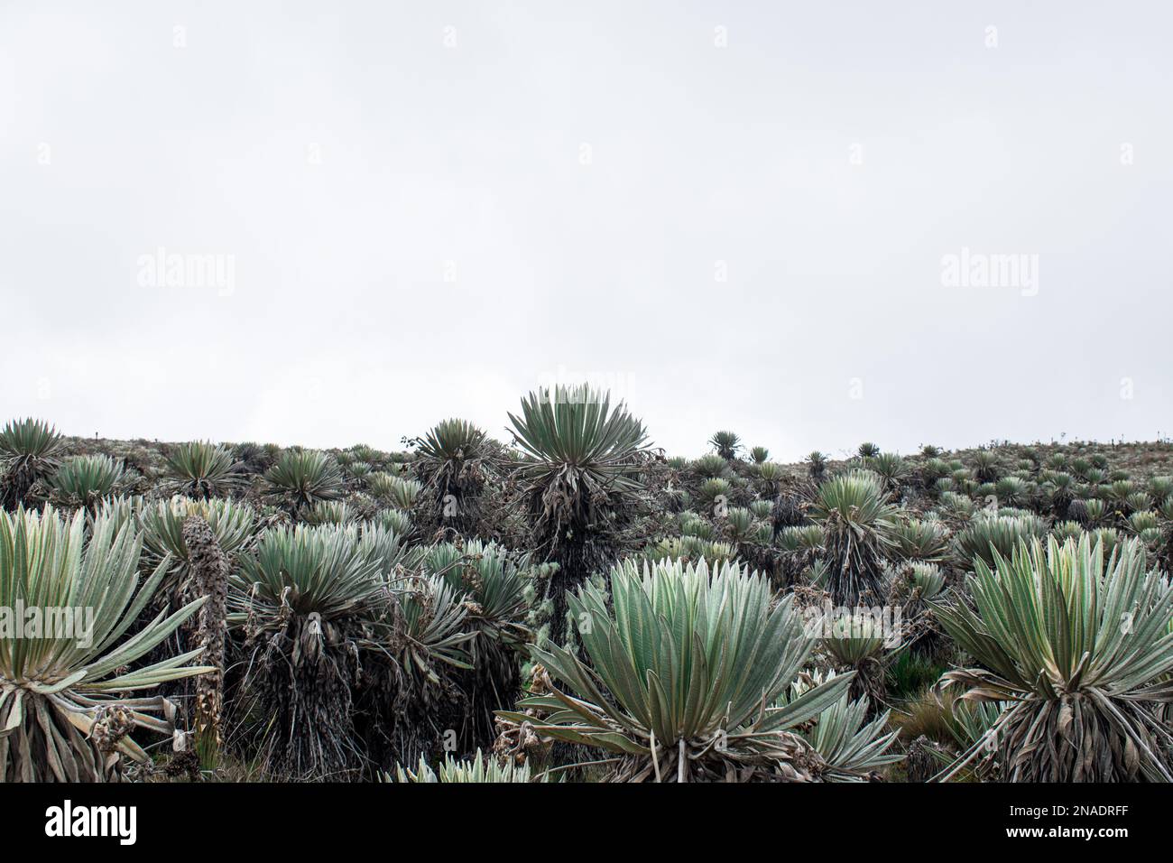 Verde flrailejon piante in un paramo della Colombia in una giornata nuvolosa Foto Stock