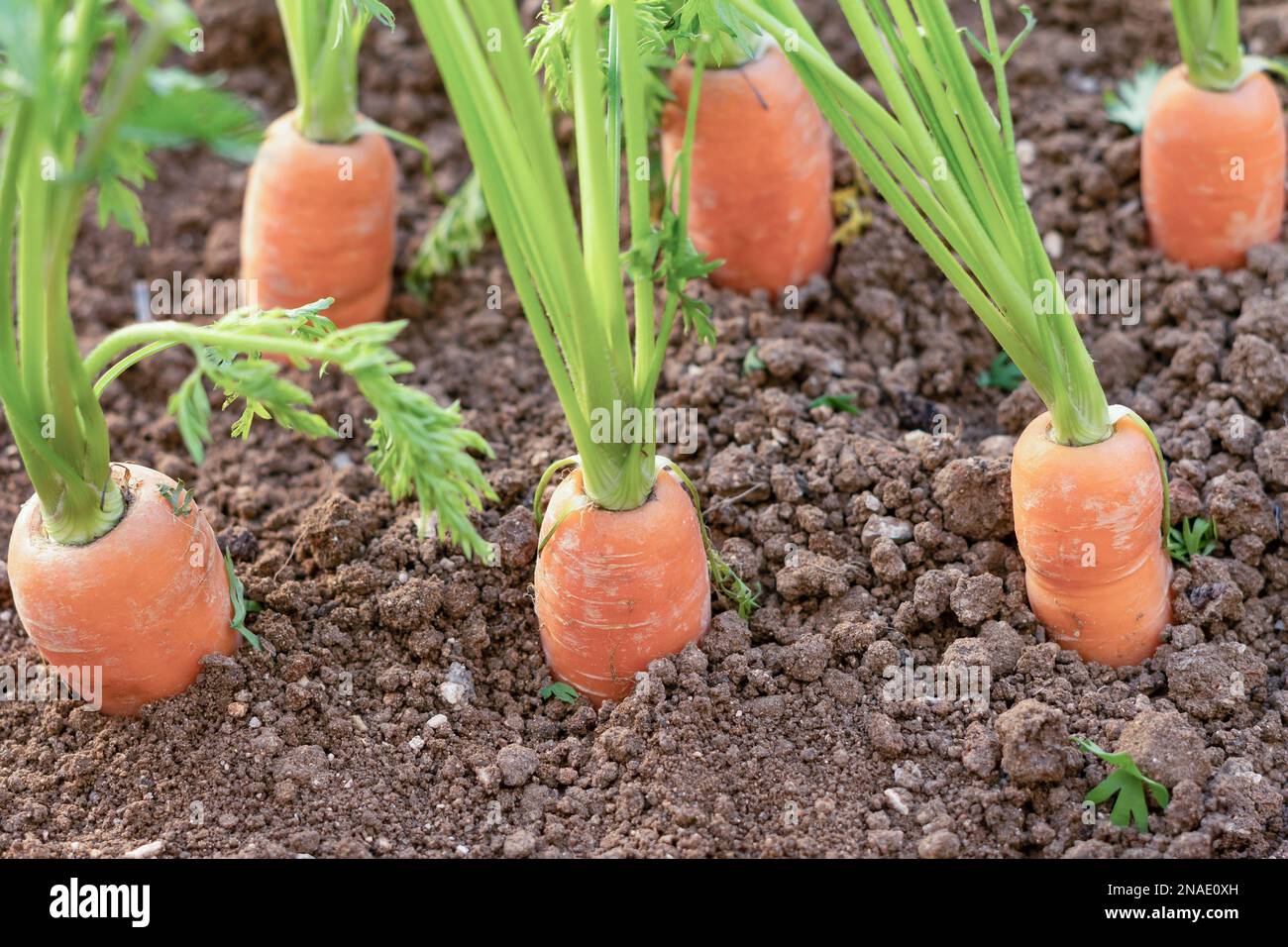 carote che crescono in un orto biologico Foto Stock