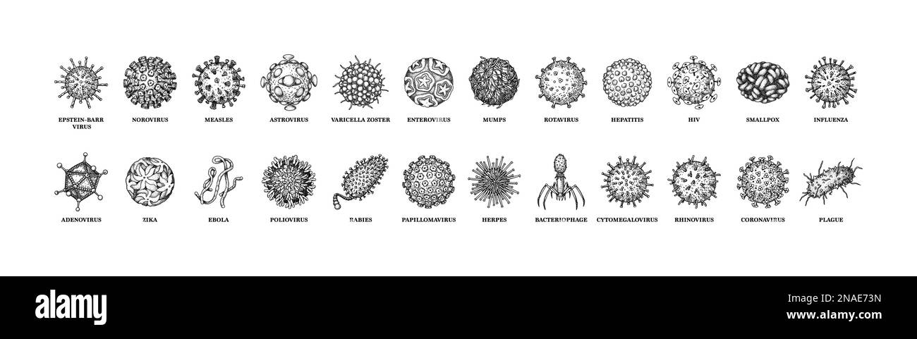 Virus con nomi isolati su sfondo bianco. Diversi tipi di microrganismi microscopici. Illustrazione vettoriale nello stile di schizzo Illustrazione Vettoriale