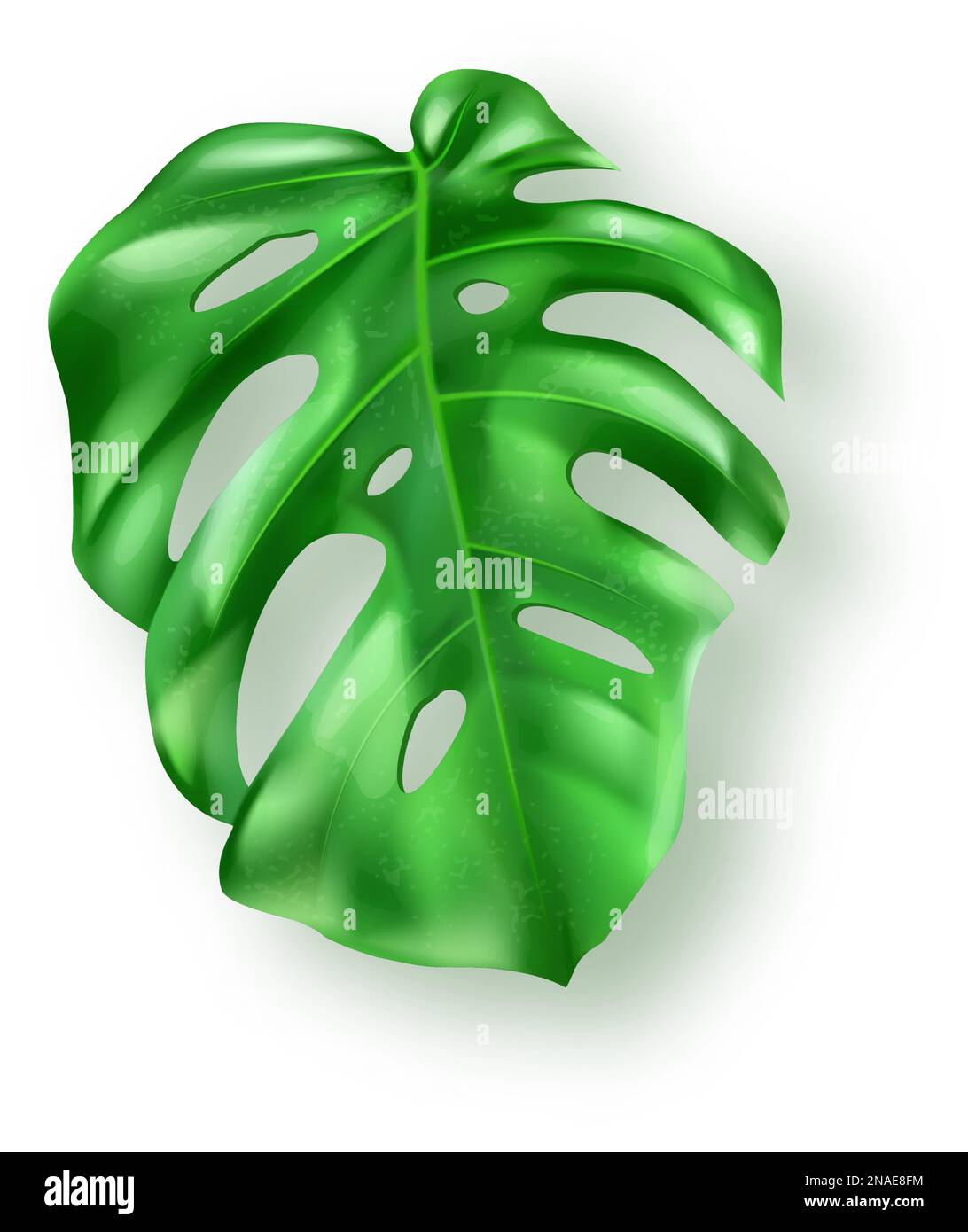Foglia di mostera verde tropicale su sfondo bianco vettore. Bellissimo elemento di design isolato botanico, pianta di palma tropicale giungla, esotica foglia di filodendro in stile realistico Illustrazione Vettoriale