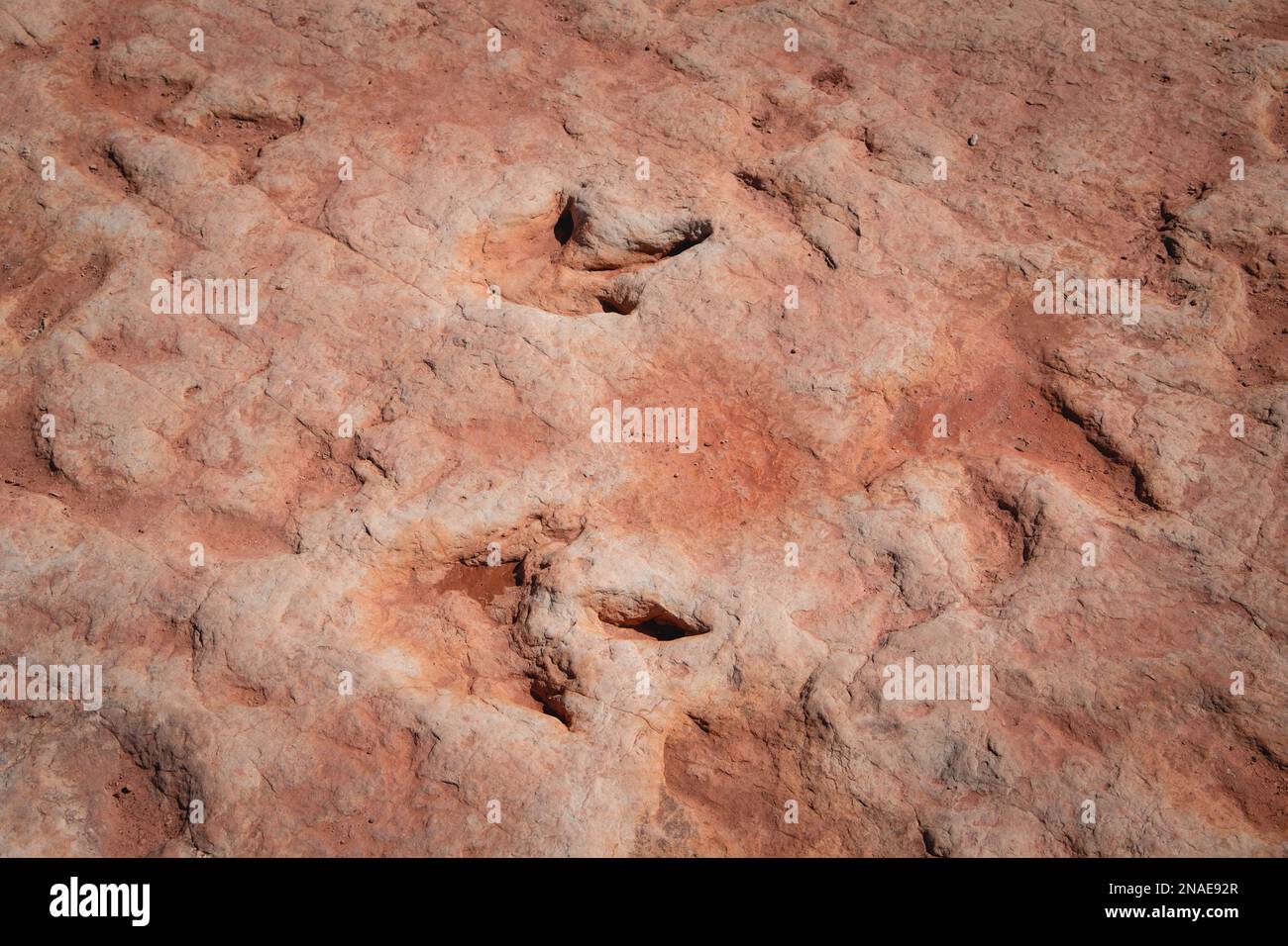 Tracce di dinosauro Moenkopi su Navajo Nation Lands Foto Stock