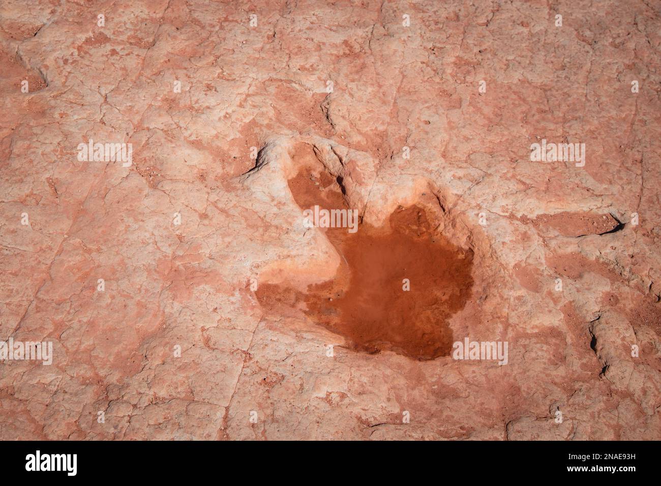 Tracce di dinosauri sulle Navajo Nation Lands a Moenkopi, Arizona Foto Stock