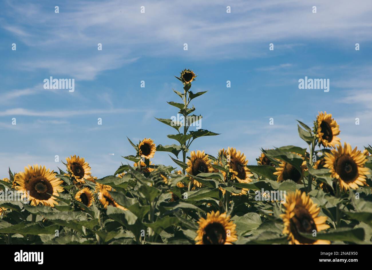 Molto Tall Girasole sorge sopra il resto del campo Foto Stock