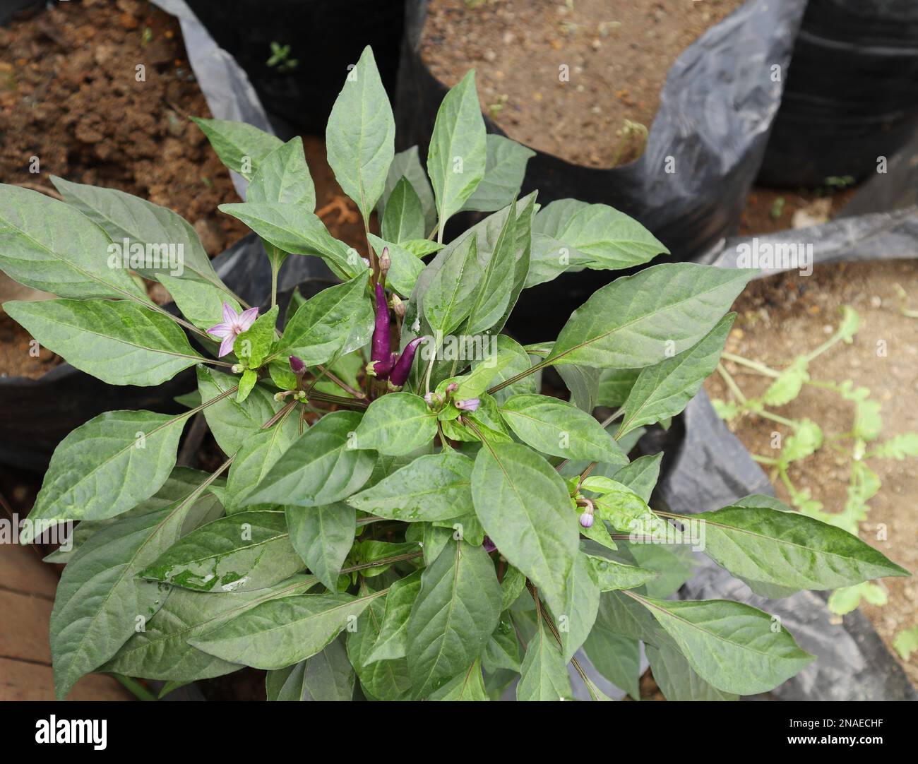 Una pianta di varietà di peperoncino viola con punte di peperoncino viola e fiori in un vivaio di piante all'aperto Foto Stock