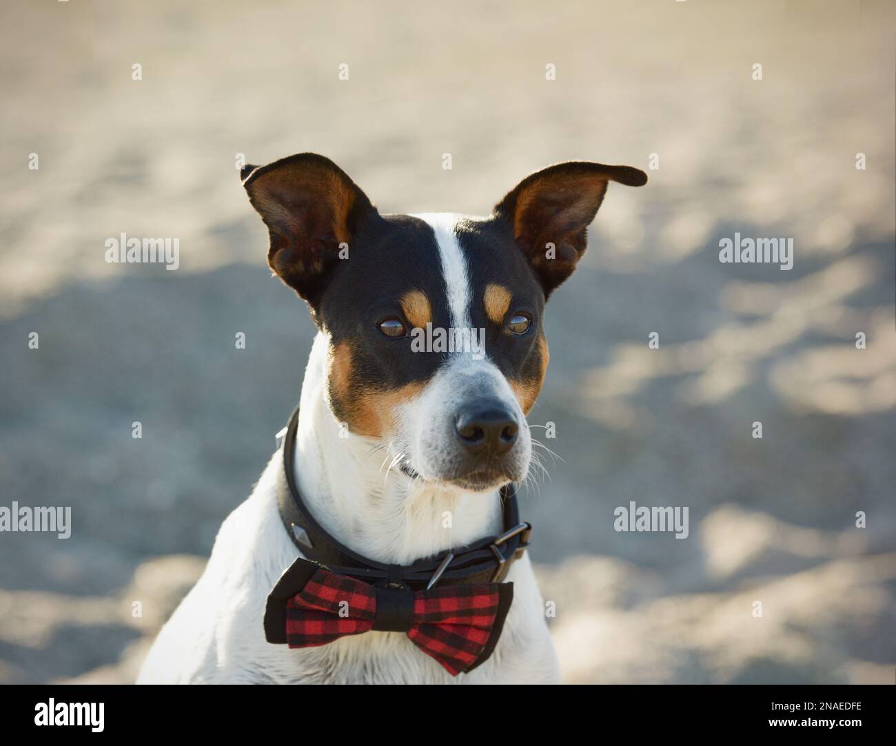 cane divertente con un primo piano d'arco Foto Stock