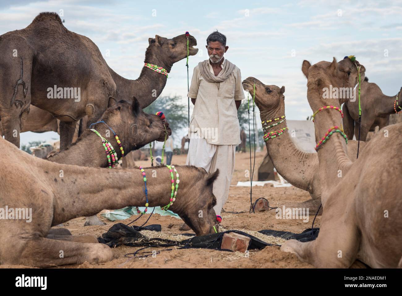 Pushkar Camel Fair; Pushkar, Rajasthan, India Foto Stock