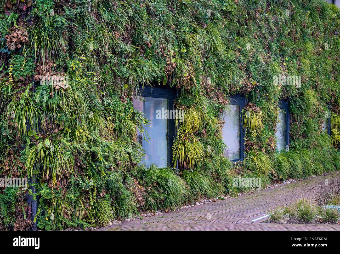 Muro verde di edificio moderno, esempio di verde urbano e giardinaggio verticale Foto Stock