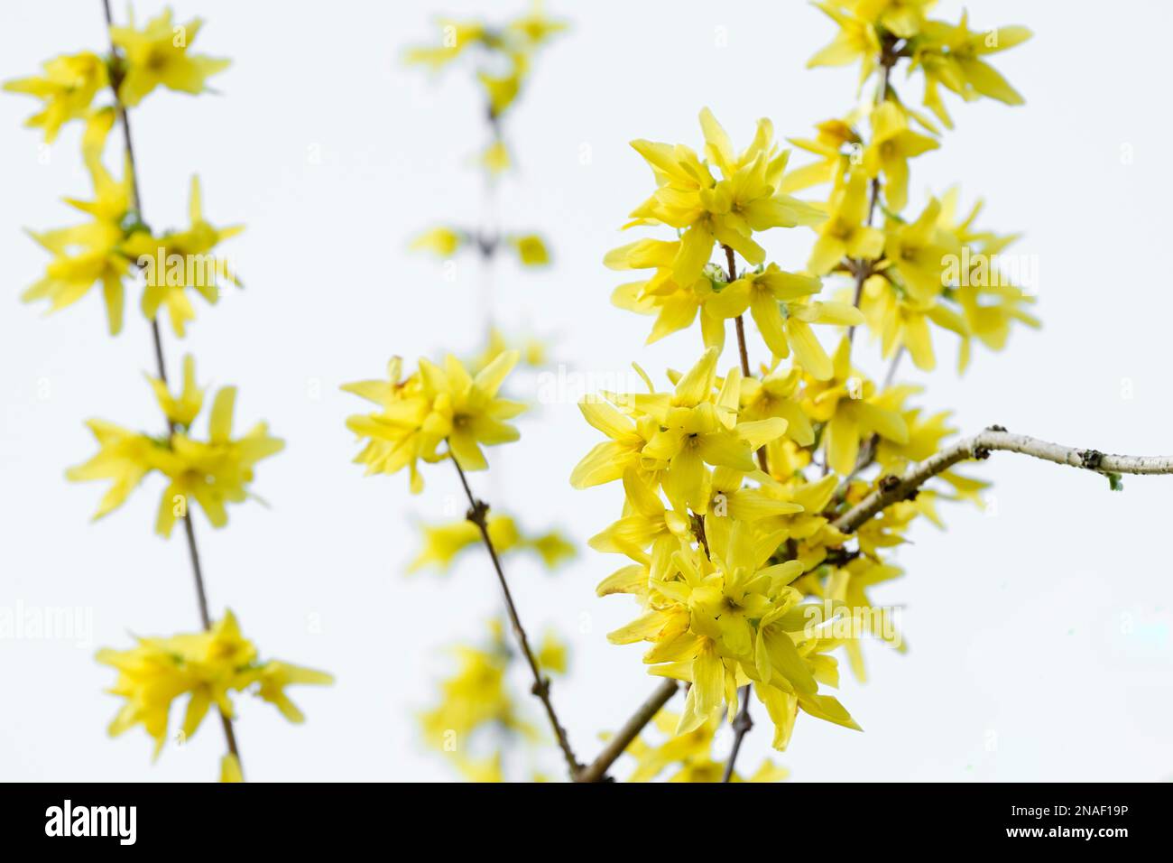 Forsythia suspensa, forsythia piangente, campane dorate, albero di campana giapponese dorato, arbusto deciduo a forma di tromba fiori gialli Foto Stock