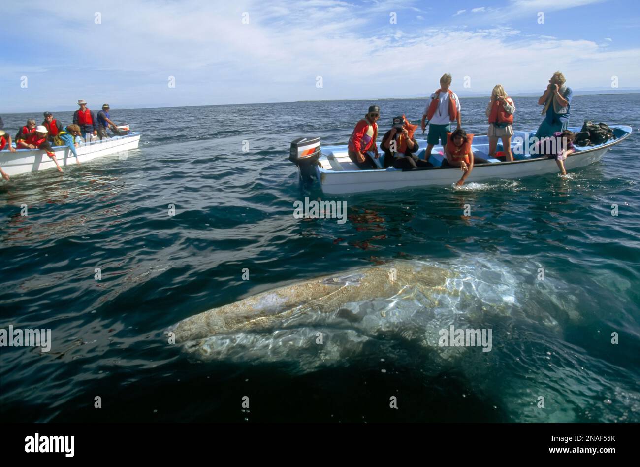 In questo vivaio invernale per le balene grigie (Eschrichtius glaucus), uno dei cetacei nuota vicino a due barche per l'avvistamento delle balene, in cerca di contatto con n... Foto Stock