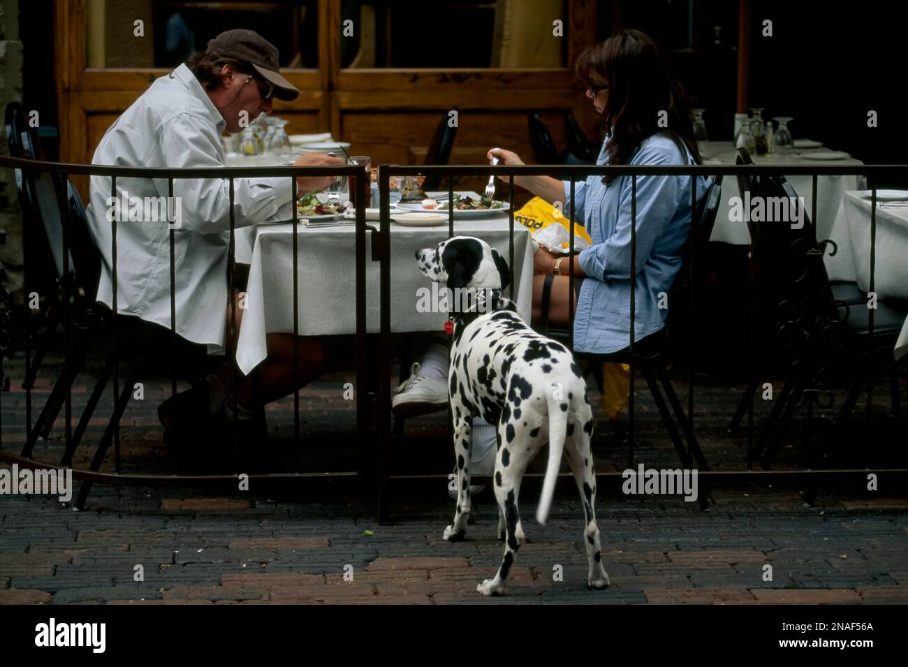 Per quanto carino sia questo cane Dalmation, non sembra che il suo supplico renderà il cibo dei suoi proprietari che cenano in questo marciapiede di Aspen, Colorado ... Foto Stock