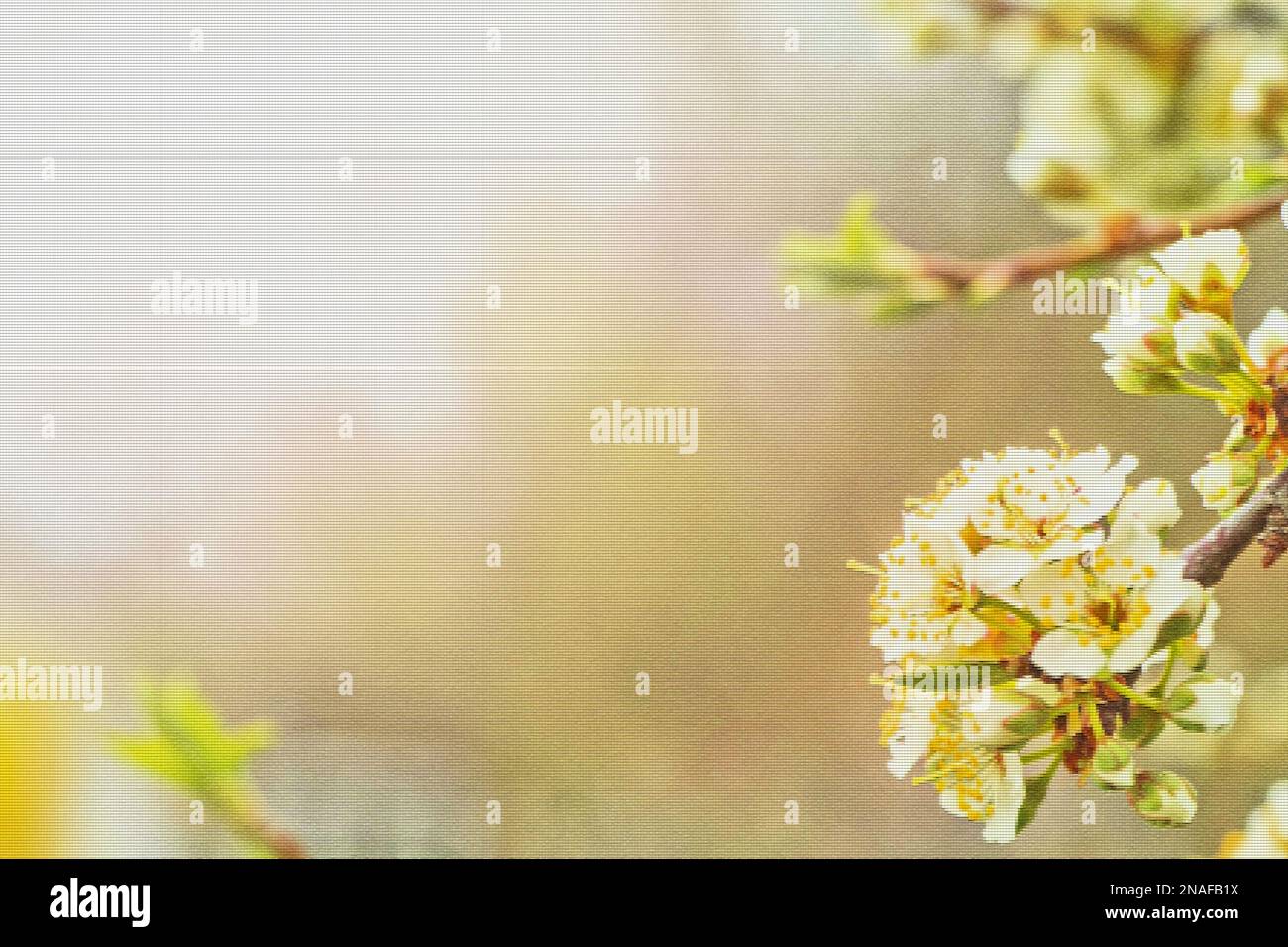 Fiori di susina di ciliegia o Myrobalan Prunus cerasifera fioritura in primavera sui rami. Foto Stock