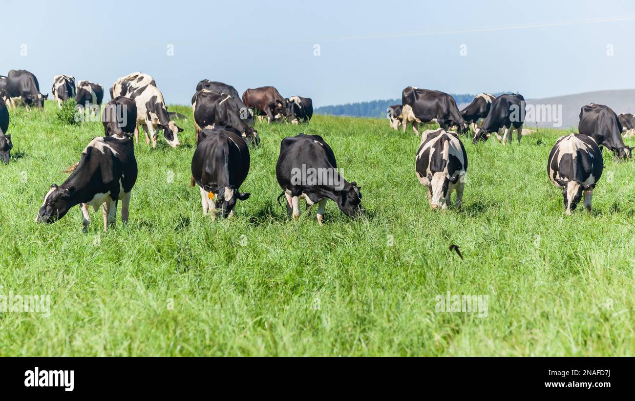 Fattoria casearia friesland mucche bovini mangiare erba da vicino in estate campo agricolo paesaggio. Foto Stock