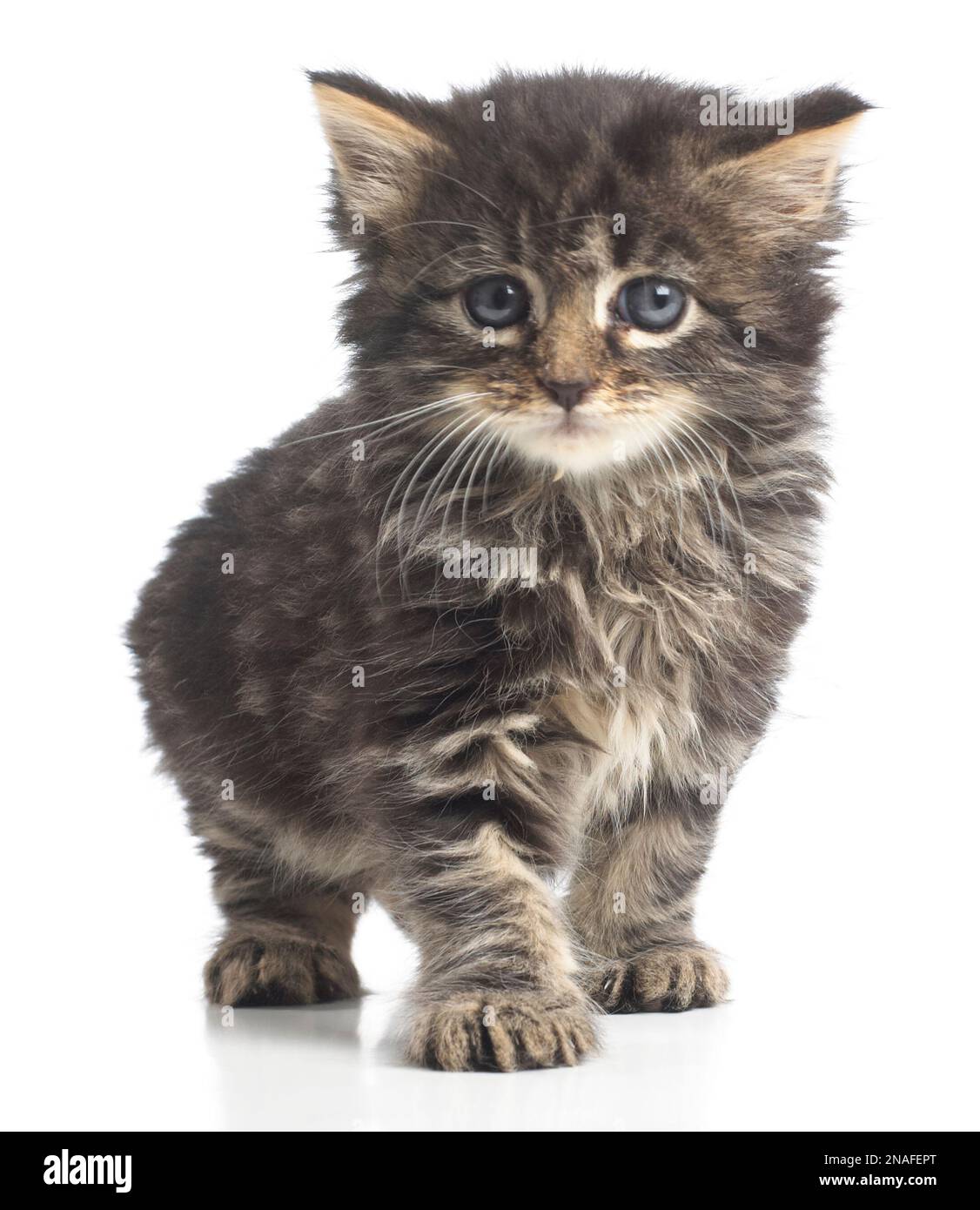 Fluffy brown tabby kitten, 8 settimane Foto Stock