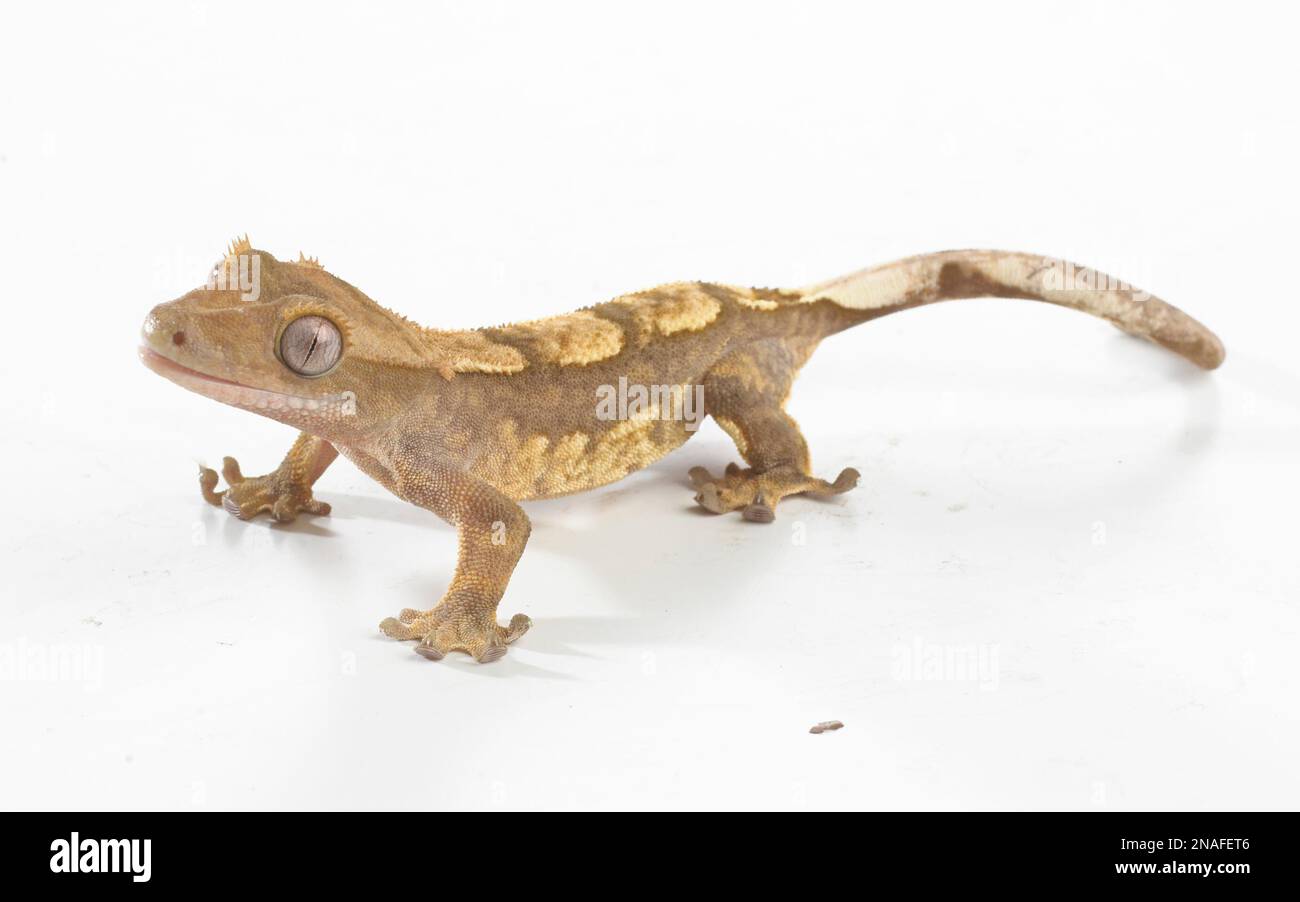 Crested Gecko (Correlophus ciliatus), la colorazione di Arlecchino Foto Stock