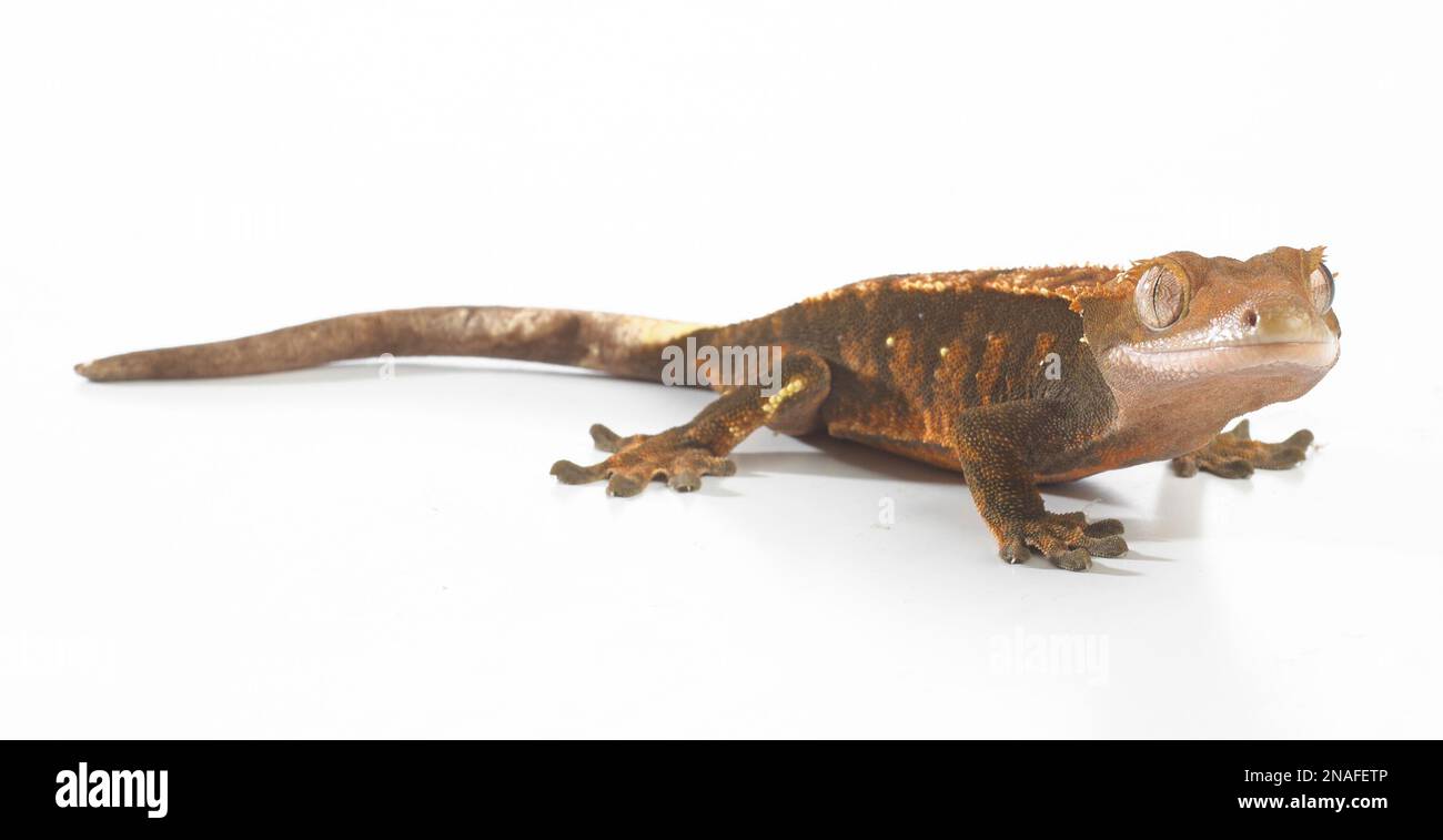 Crested Gecko (Correlophus ciliatus), la colorazione di Arlecchino Foto Stock