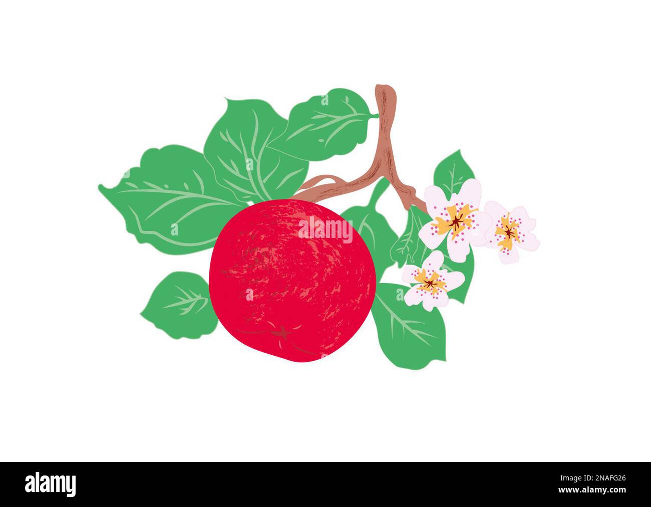 Apple Foto Stock