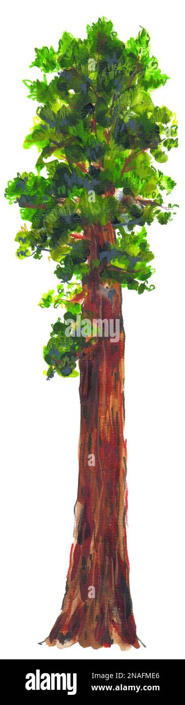 Sequoia gigante tree Foto Stock