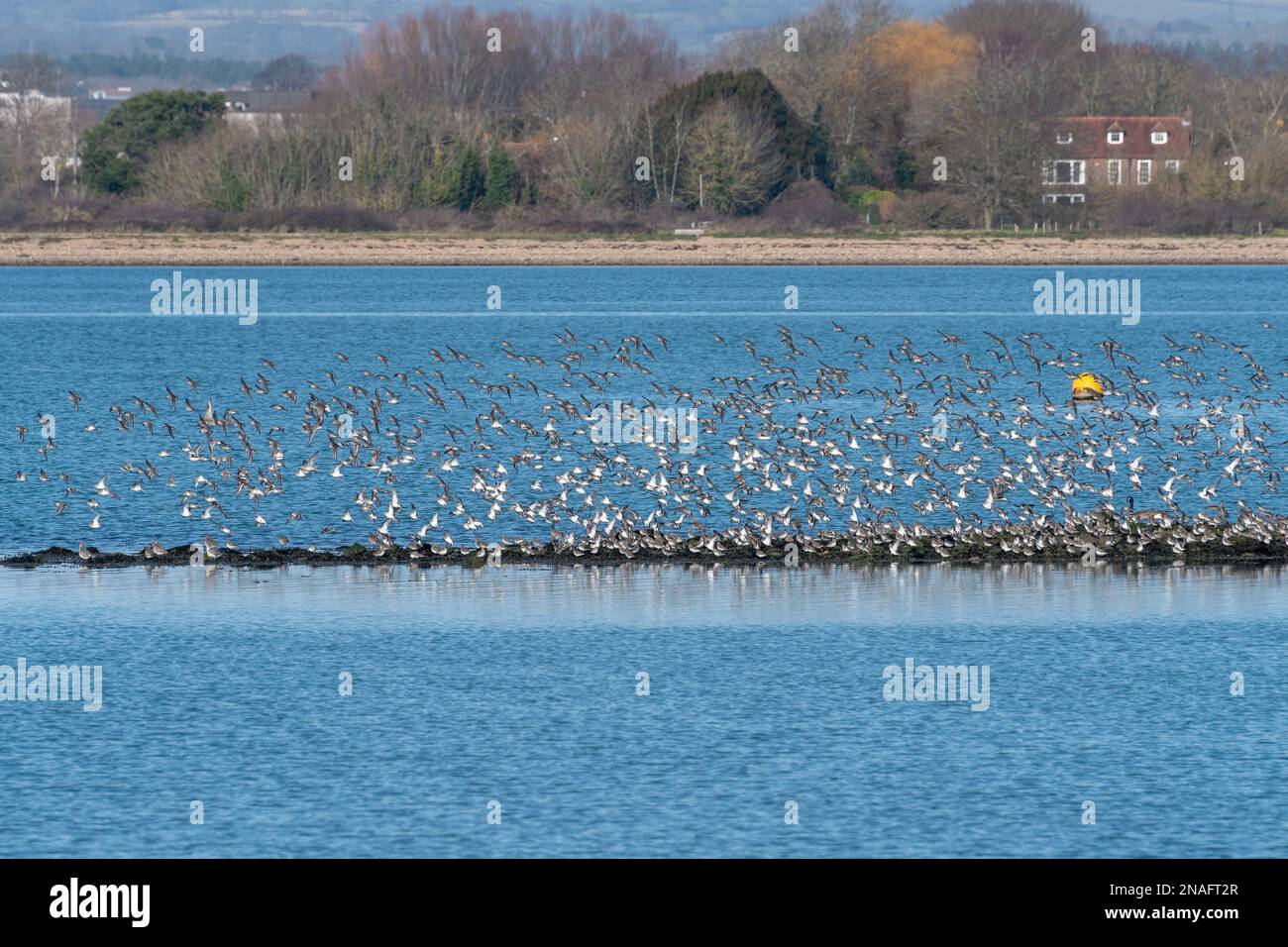 Gregge di dunlins (Calidris alpina) durante l'inverno al porto di Langstone, Hampshire, Inghilterra, Regno Unito Foto Stock