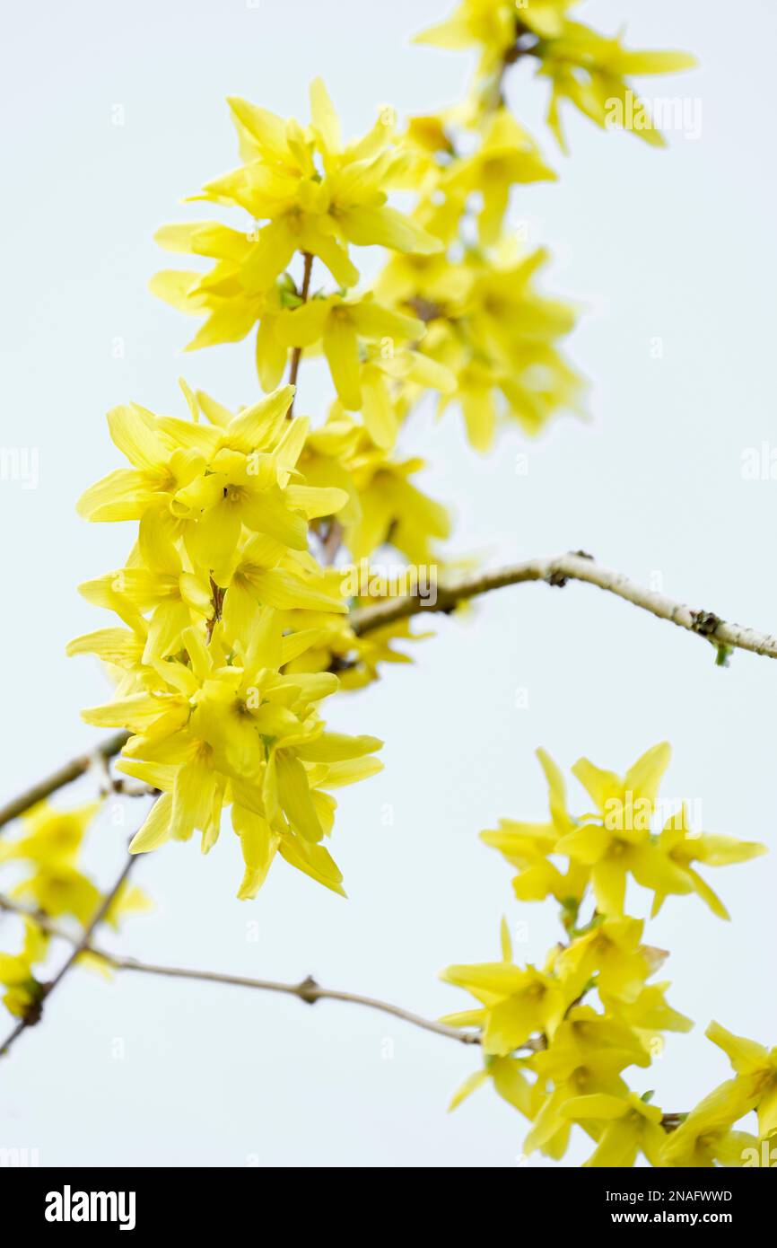 Forsythia suspensa, forsythia piangente, campane dorate, arbusto deciduo a forma di tromba fiori gialli Foto Stock