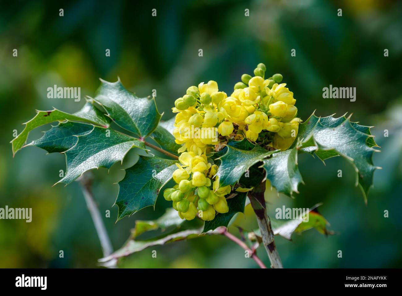 Mahonia aquifolium Apollo, Oregon uva Apollo, arbusto sempreverde con grappoli di fiori gialli Foto Stock