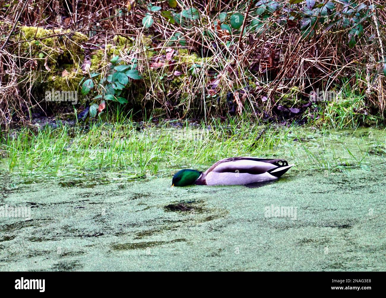 Un mallardo maschio in acqua sporca a Birch vale, Derbyshire Foto Stock