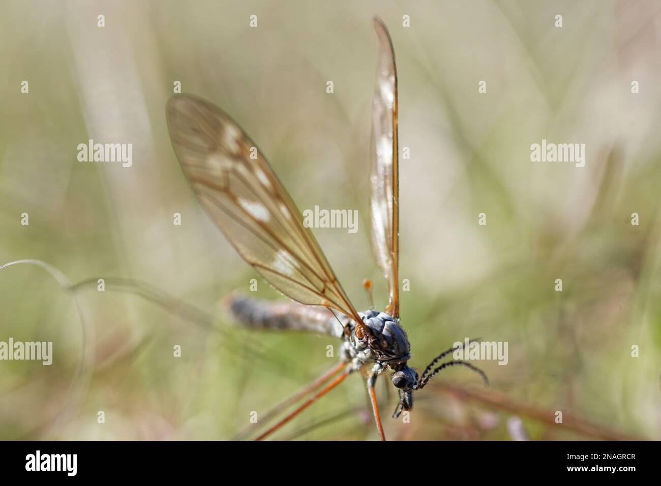 Tipulidae dalla groenlandia Foto Stock
