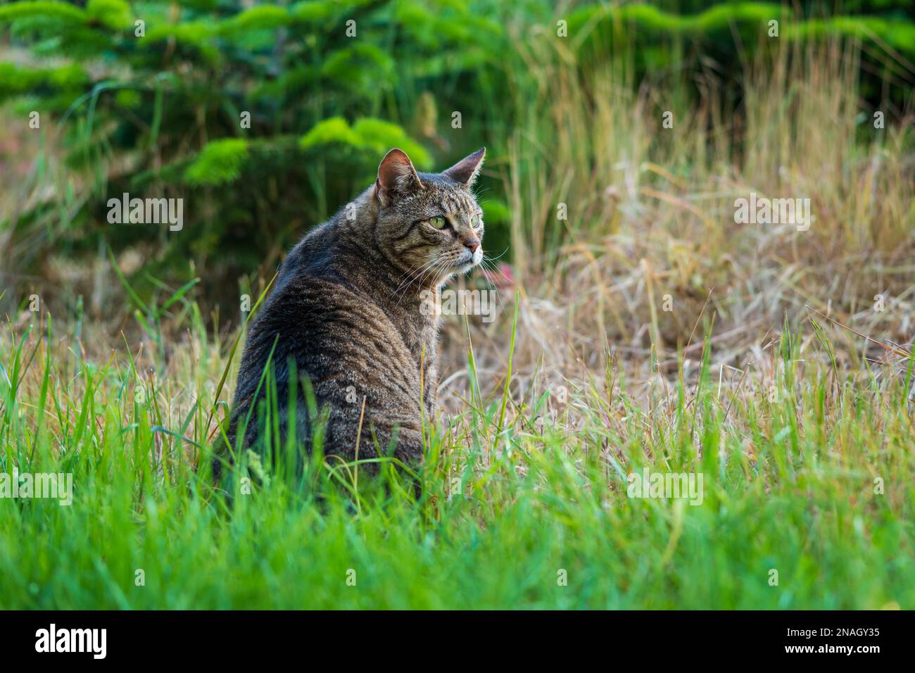 Carino gatto domestico a pelo corto con gli occhi verdi seduti sull'erba verde. Vista ad angolo basso, primo piano verticale. Foto Stock