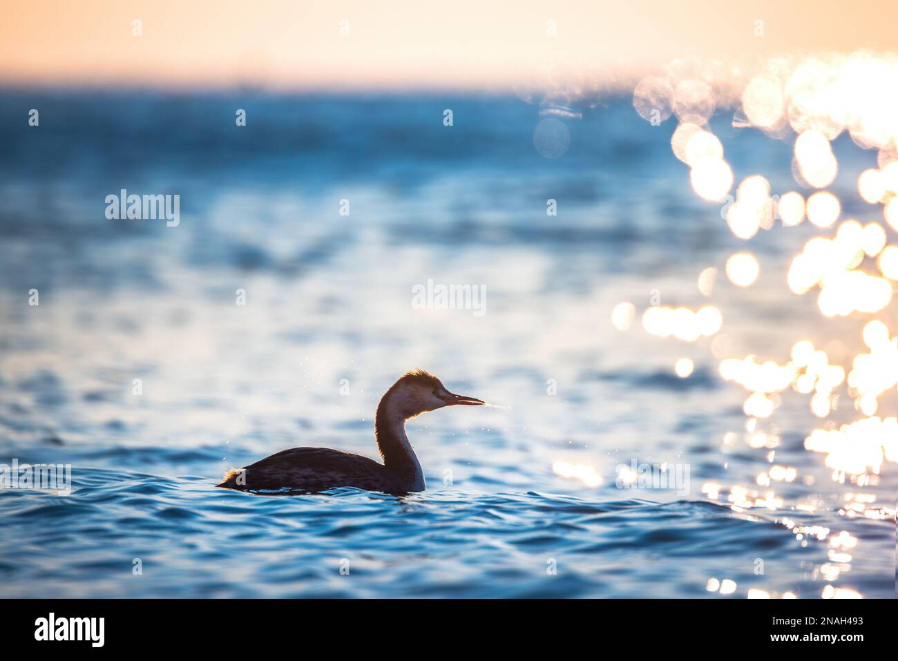 Grande grebe crested che galleggia nell'acqua di mare durante l'alba Foto Stock