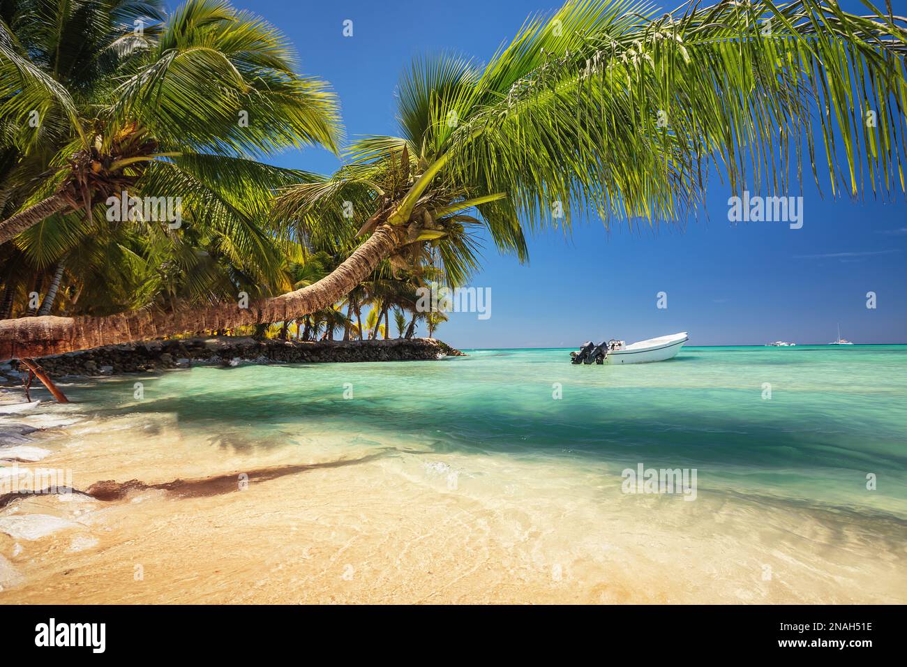 Palme sulla spiaggia tropicale, Repubblica Dominicana Foto Stock