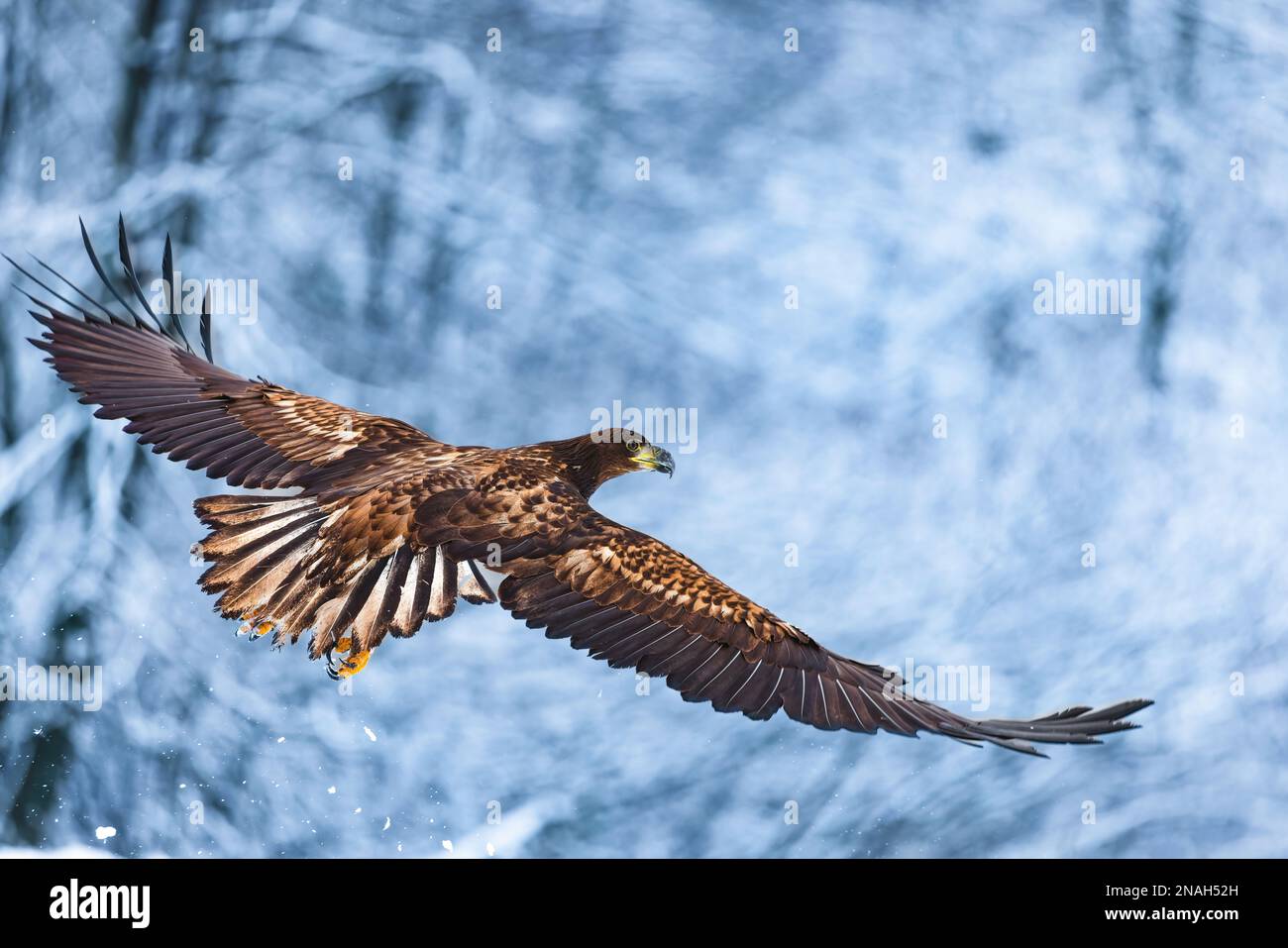 Aquila dalla coda bianca dorata con ali aperte che attaccano la mano dello swoop di atterraggio isolato con il percorso di ritaglio Foto Stock