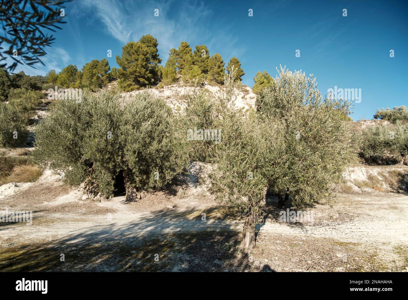 „Olivera bimilenaria de Gorga“, ulivo di duemila anni in oliveto in inverno vicino alla città di Gorga, provincia di Alicante, Comunità Valenciana, Spagna. L'albero è costituito principalmente da un tronco cavo di circa tre metri di diametro. un telaio porta dà accesso all'interno, l'albero è stato utilizzato come un riparo e anche alloggi viventi nel pas Foto Stock