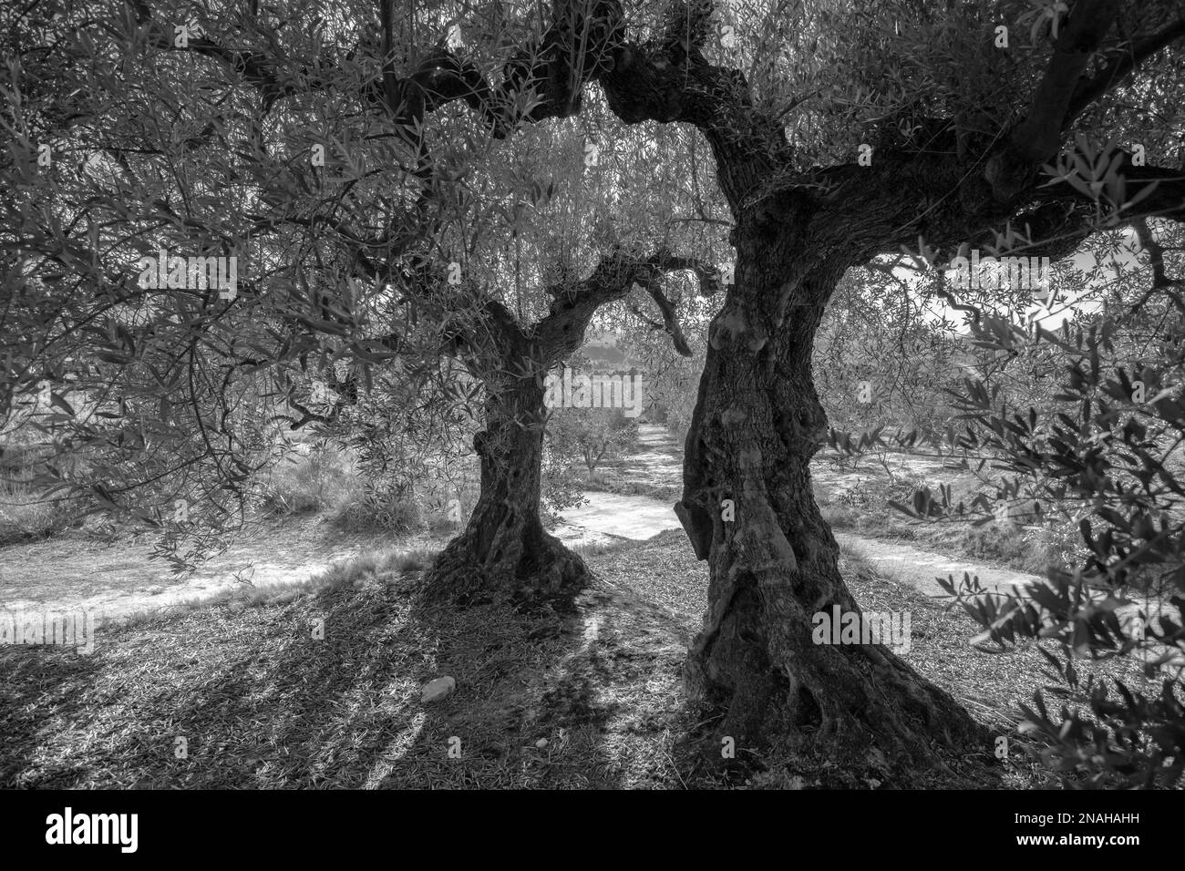 Ulivi in oliveto in inverno vicino alla città di Gorga, provincia di Alicante, Comunità Valenciana, Spagna Foto Stock