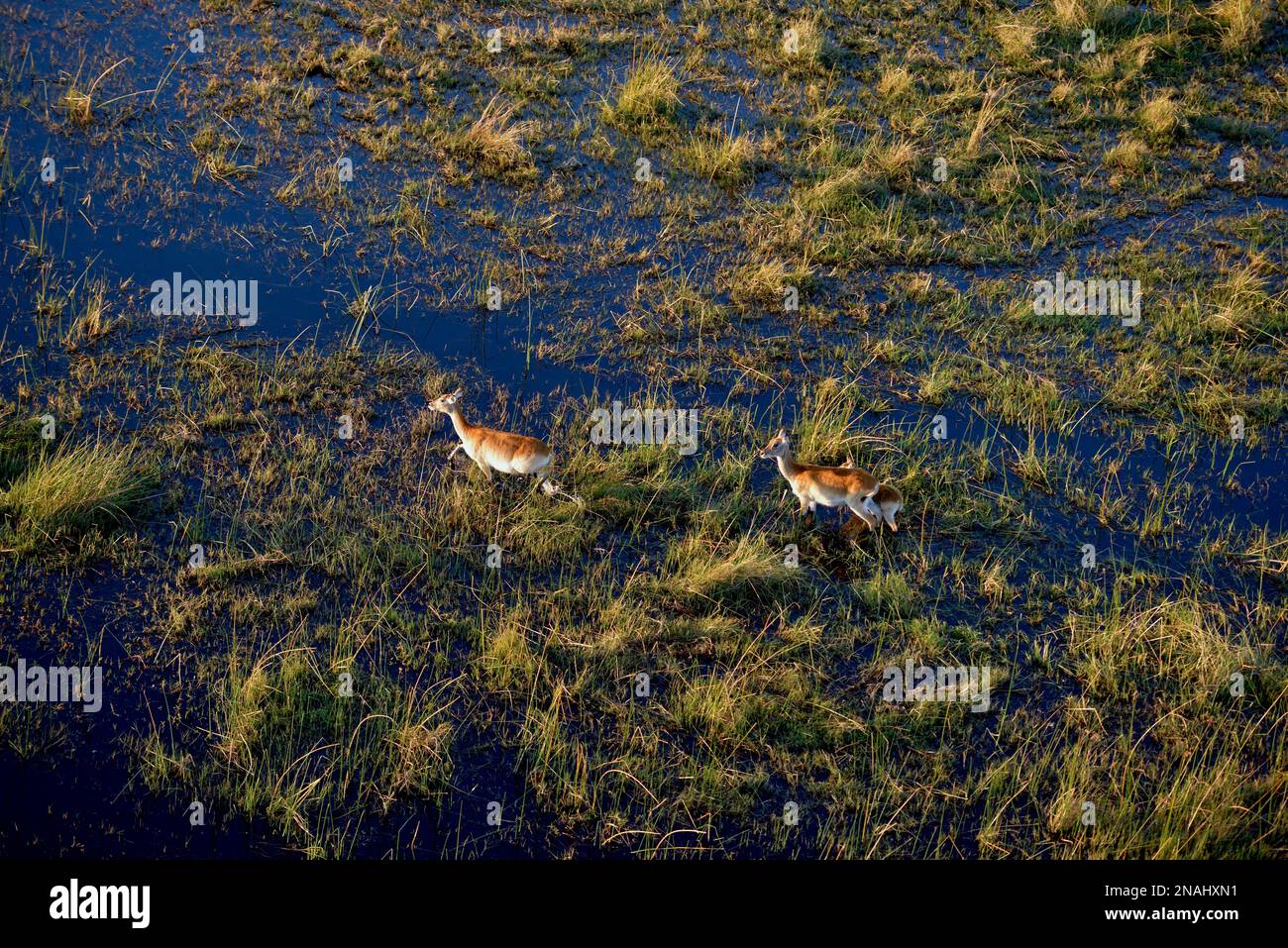 Lechwes (lezione di Kobus), vista aerea, pianure di Gomoti, Delta di Okavango, Botswana Foto Stock