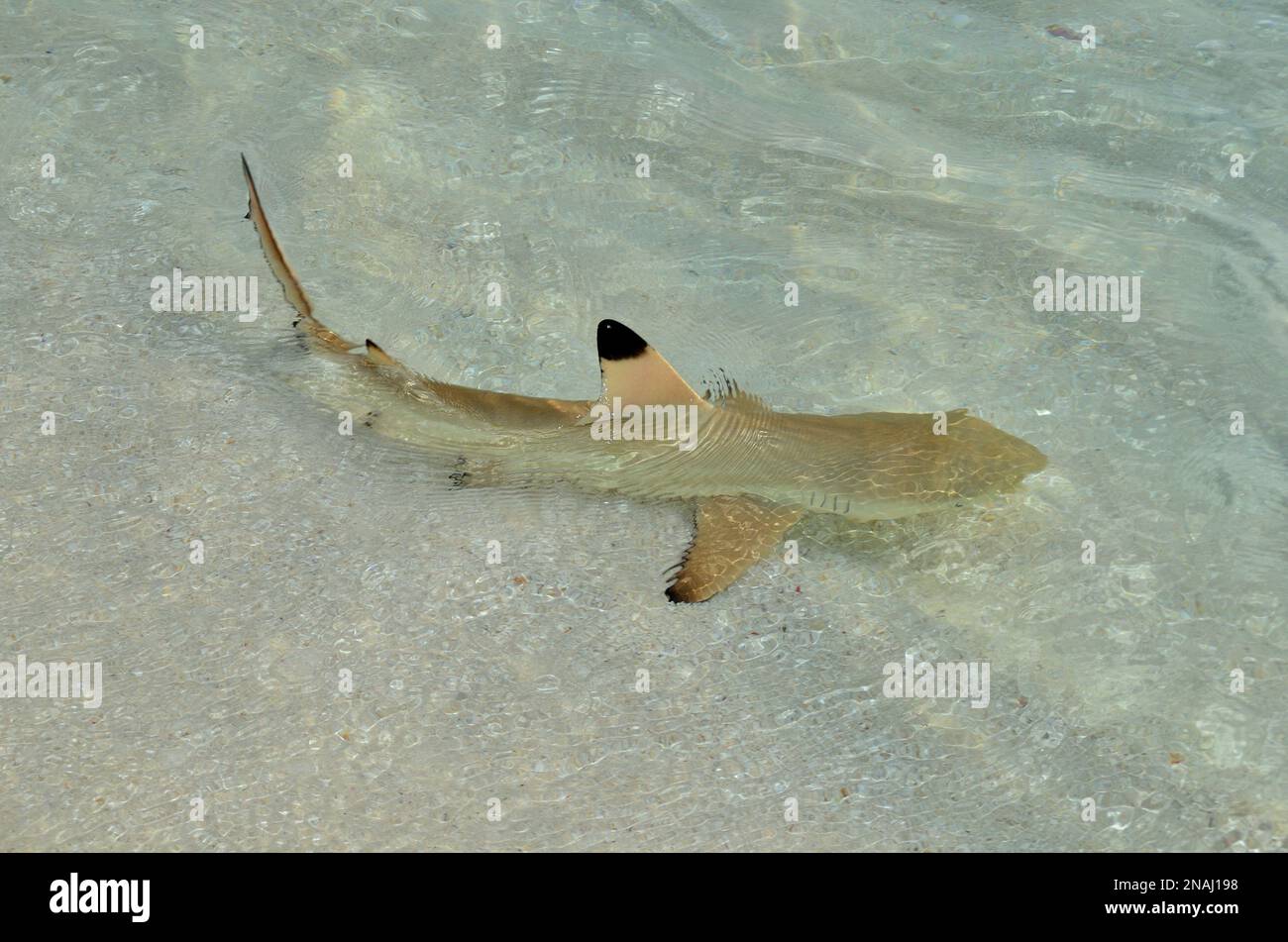 Carcharhinus melanopterus, Schwarzspitzen-Riffhai, squalo della barriera corallina, Jungtier in Lagune, juvenil in laguna, Embudu, Malediven, maldive Foto Stock