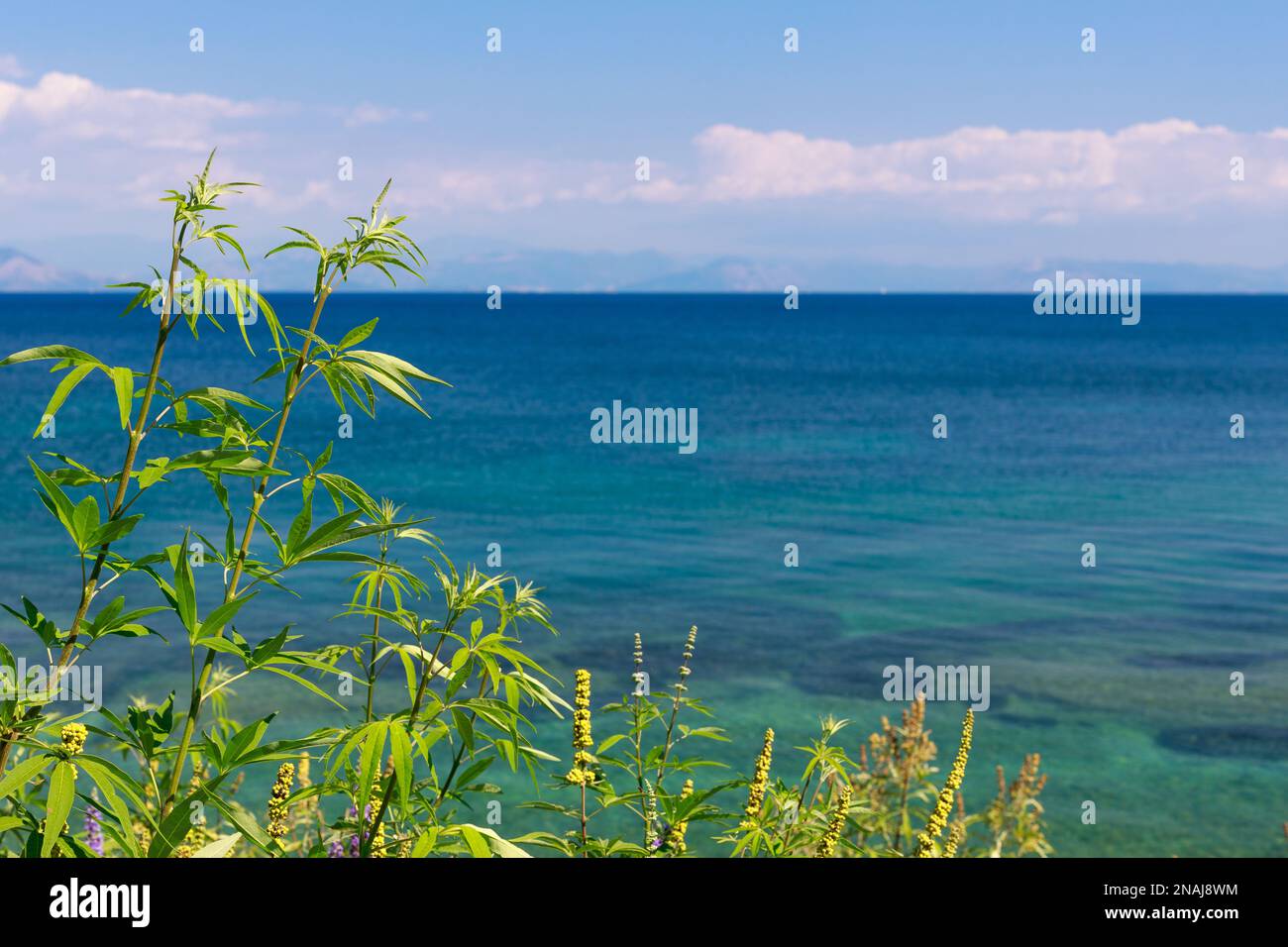 Una spiaggia tranquilla scene. L'esotico resort tropicale sulla spiaggia, scenario per sfondo o carta da parati. Design di concetto per le vacanze estive. Spazio per il testo. Foto Stock