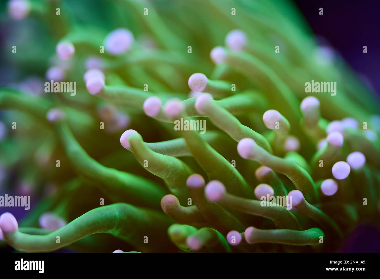 Primo piano subacqueo della scogliera verde e rosa con acqua salata e corallo morbido con messa a fuoco e movimento Foto Stock