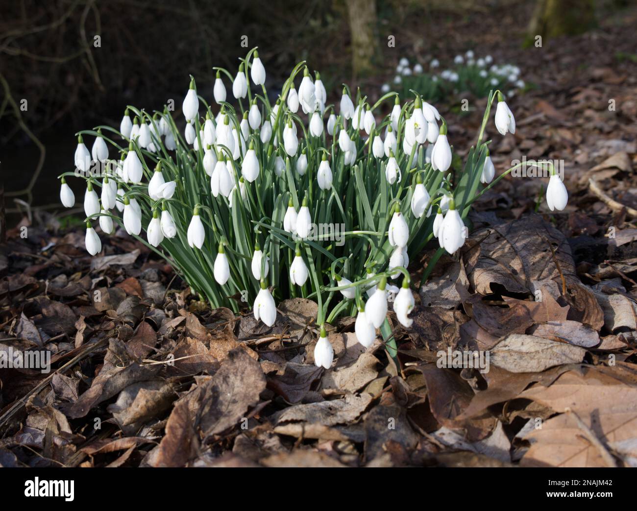 Inverno fiorendo nevicate, galanthus nivalis cresce nel Regno Unito bosco febbraio Foto Stock